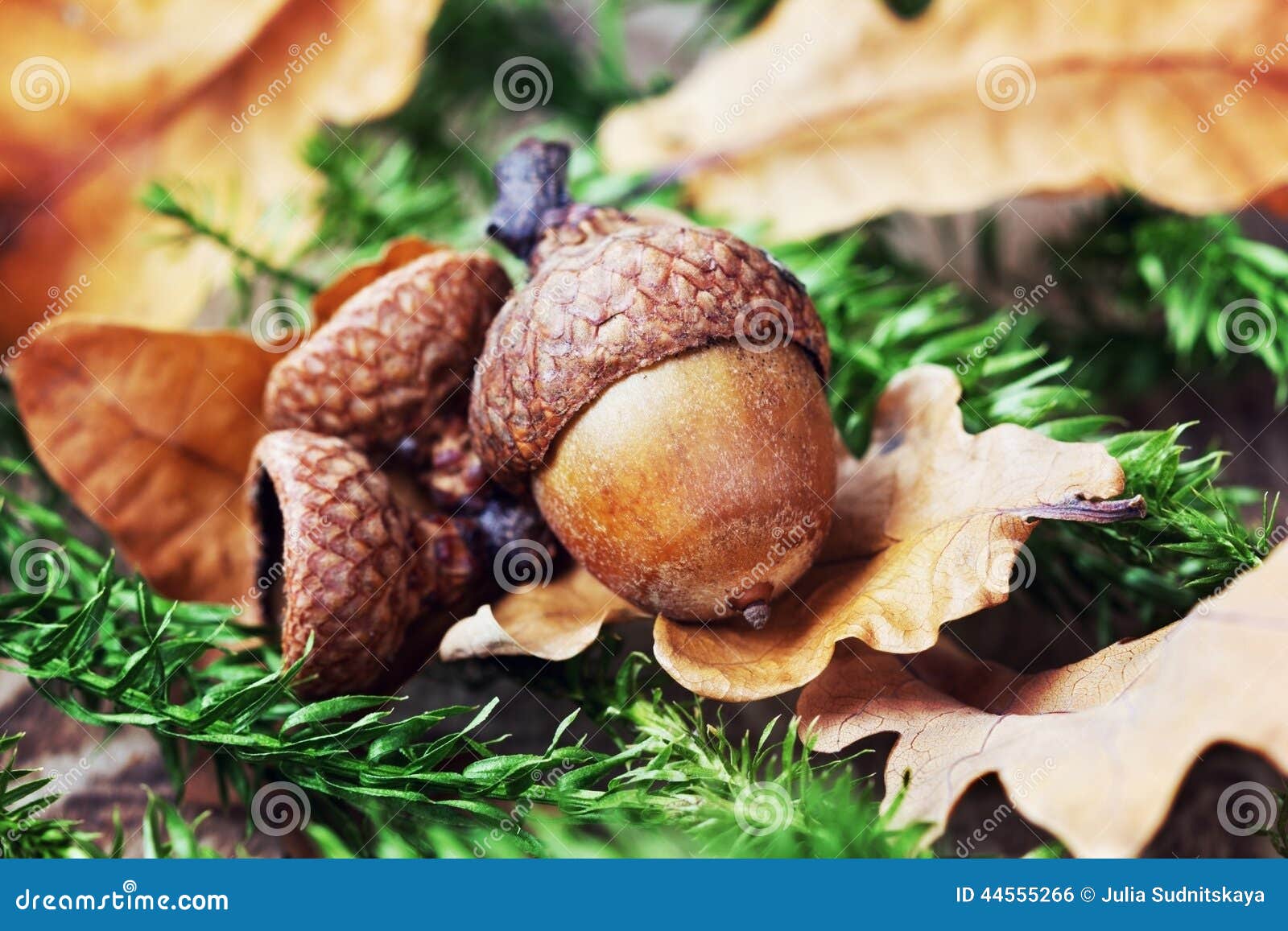 autumn background with acorns