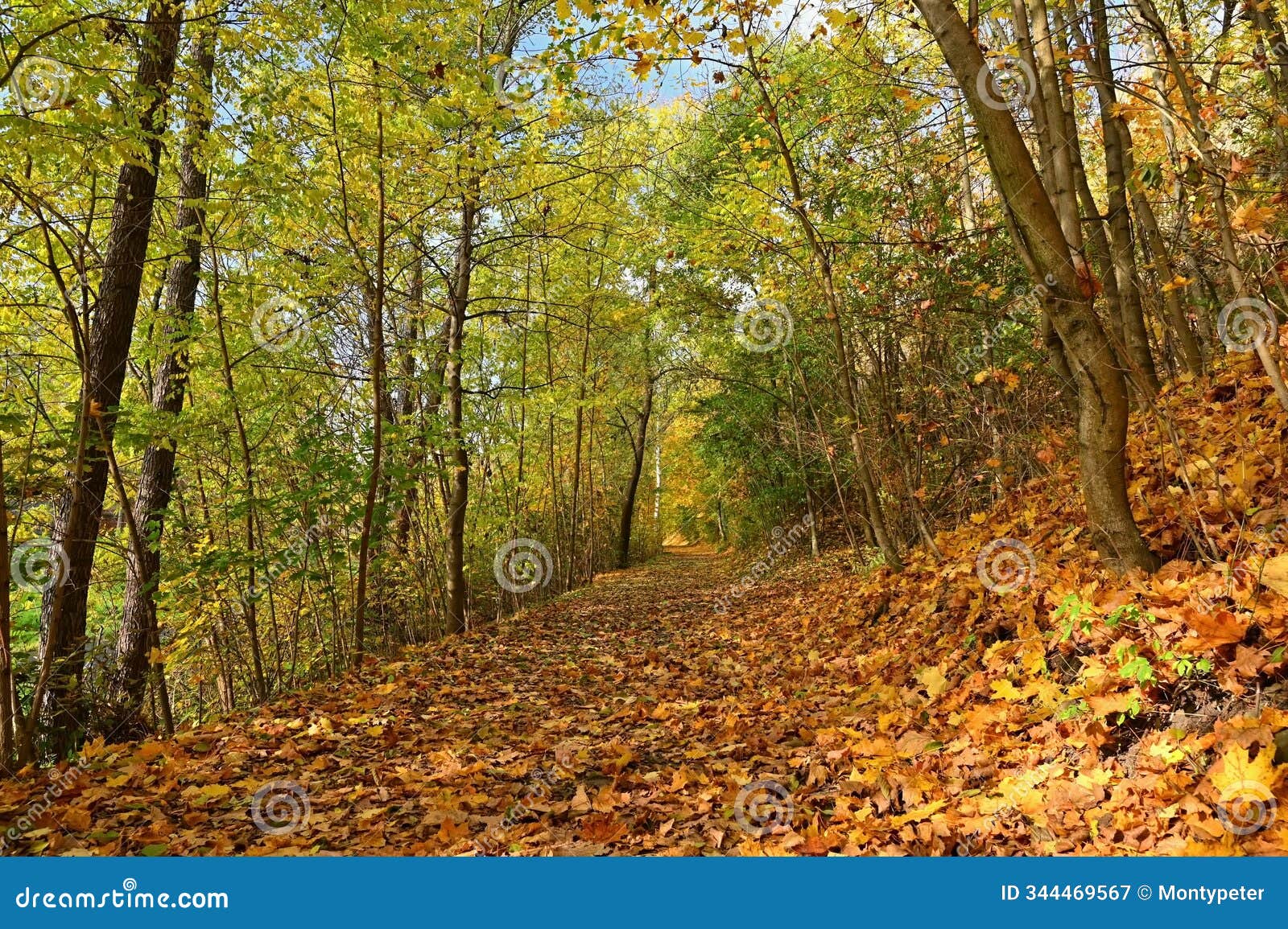 autumn background with colorful trees. nature with landscape. seasonal concept for fall