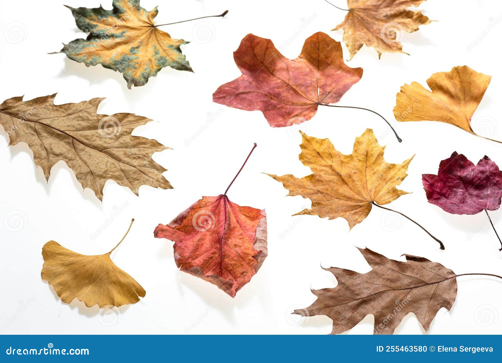 Autumn Background, Dry Fallen Leaves from Different Trees on a White ...