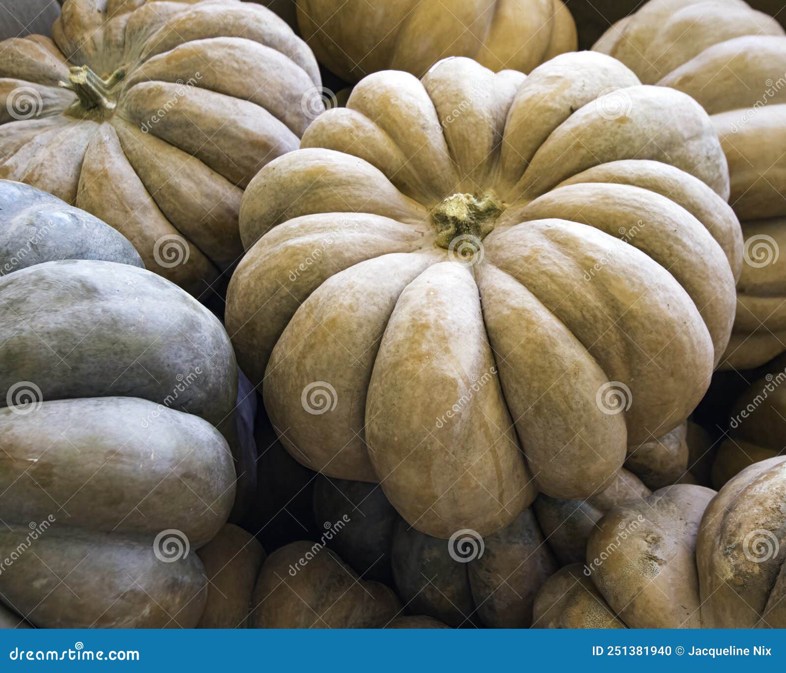 autumn background of large rumbo pumpkins