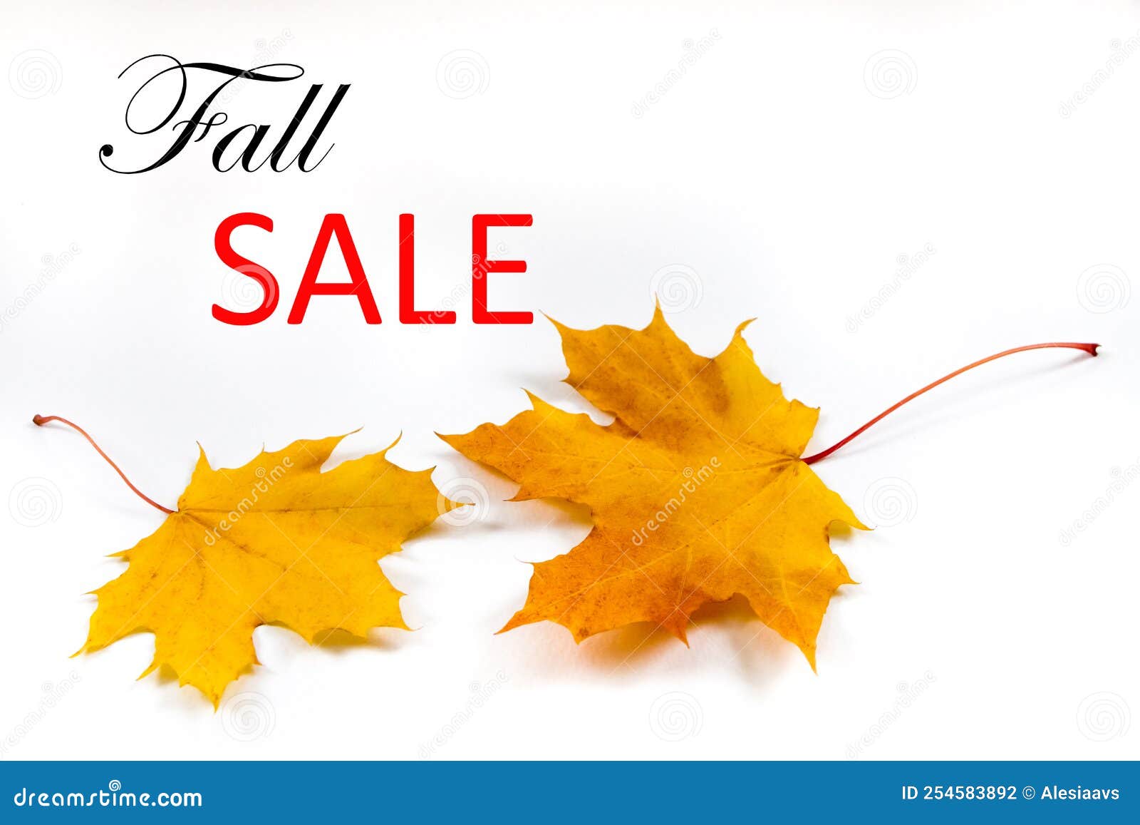 Autumn Background, Maple Leaves on a White Background. Caption Fall