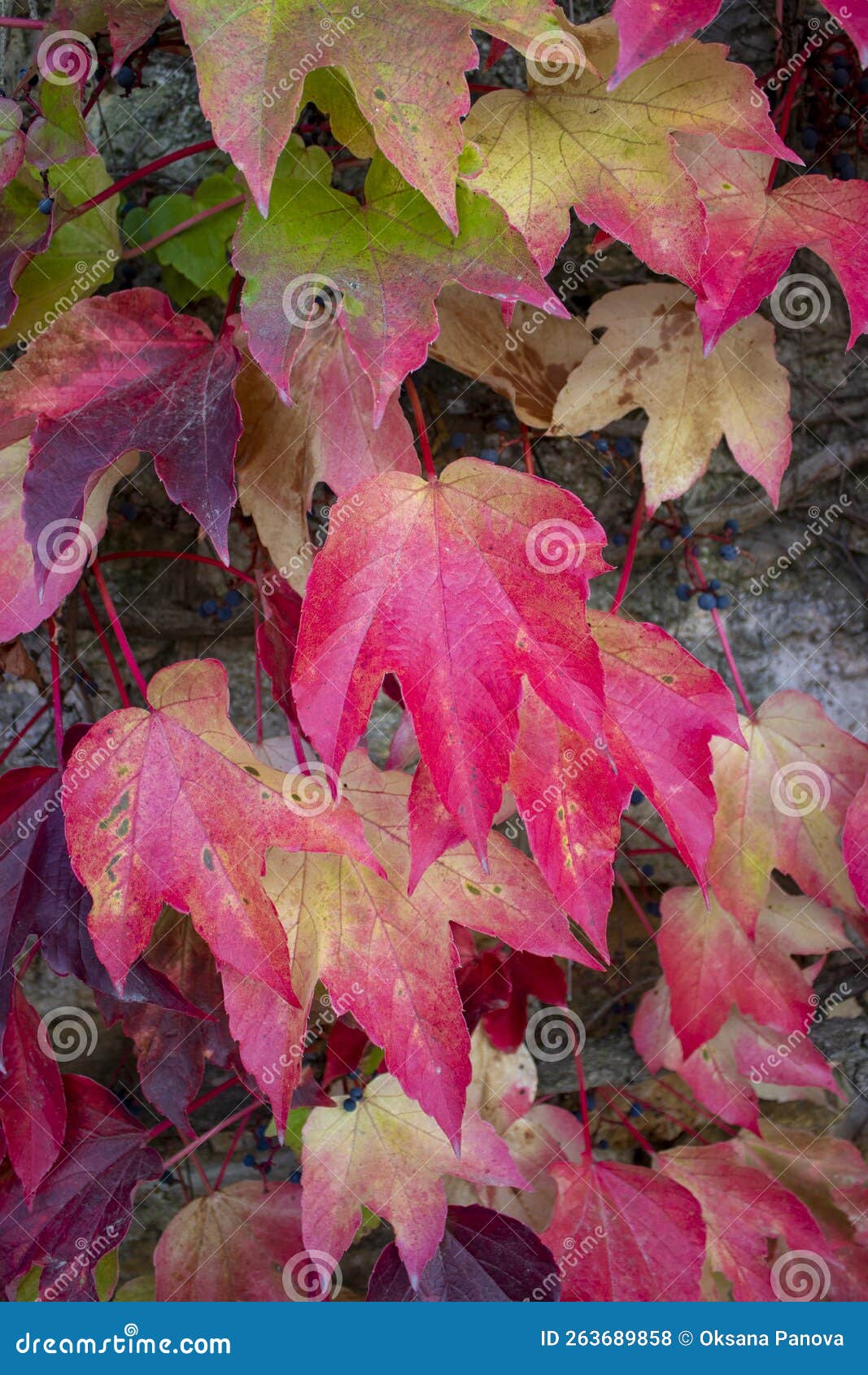 Autumn Background. Pink Bright Vine Leaves Stock Photo - Image of