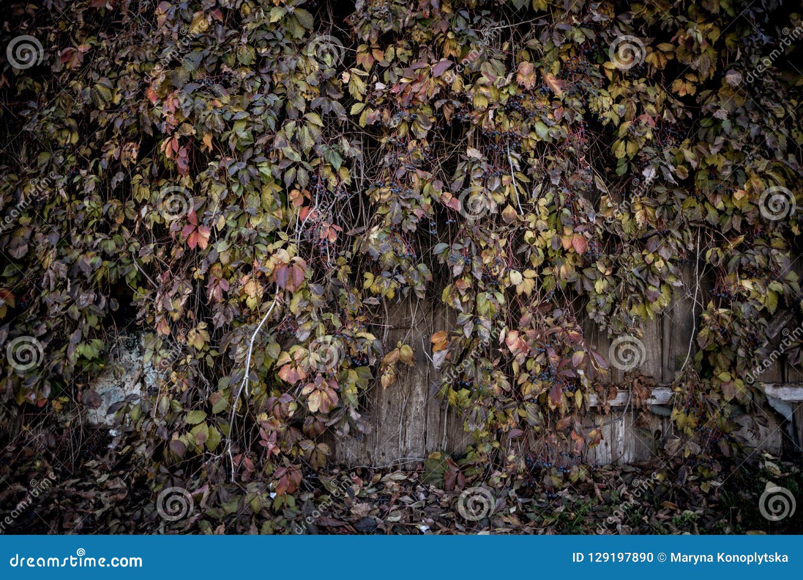 Autumn Background in Rustic Style. the Wall of the Old Barn and the ...