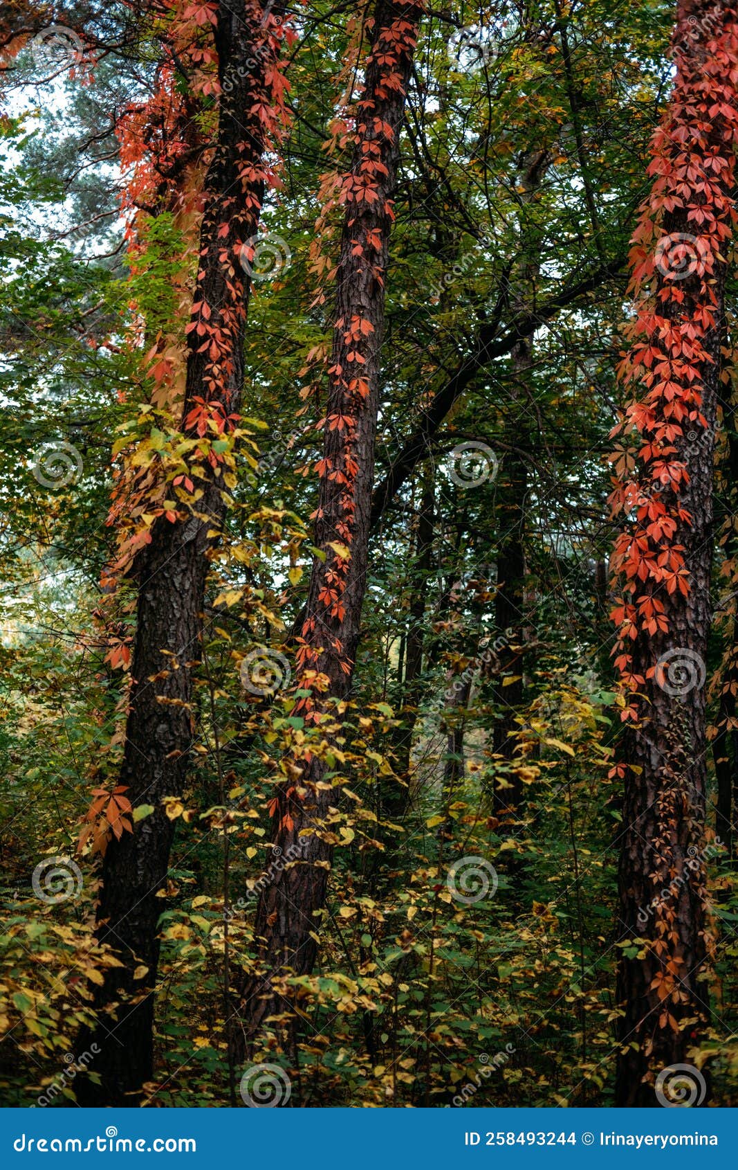 Parthenocissus quinquefolia (Virginia Creeper, Virginia-creeper, Woodbine)