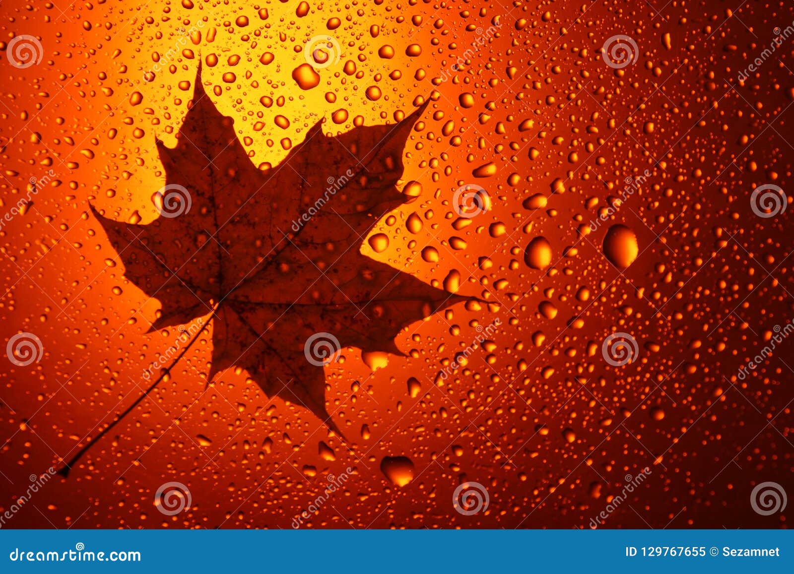 autumn background yellow orange maple leaves rain water drops