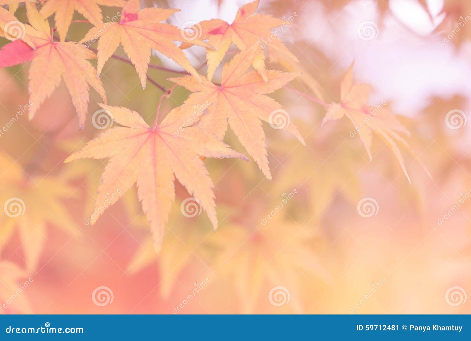 autumn backgrounds soft focus