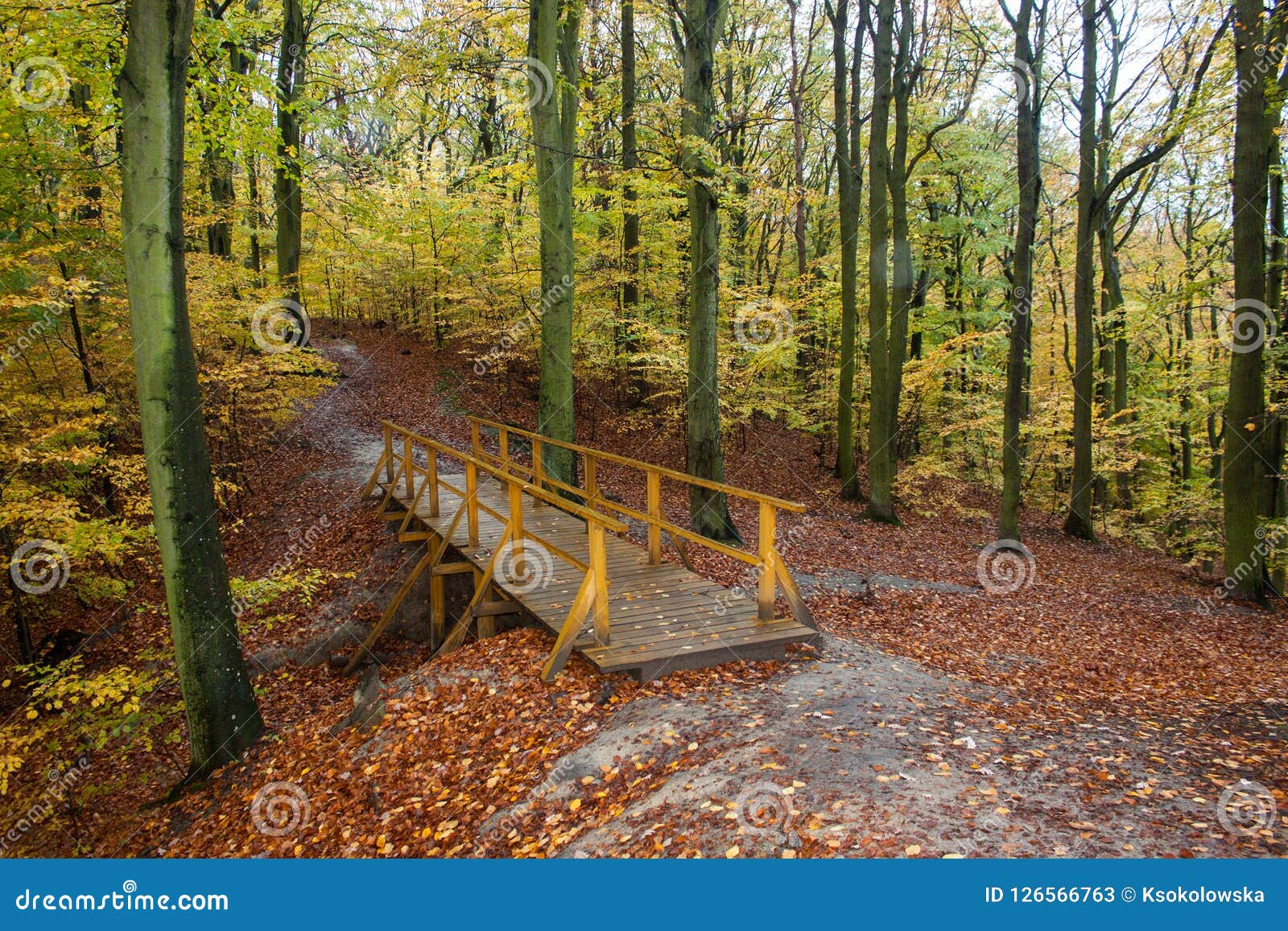 autumn beatiful path with bridge and colorful leaves and trees.