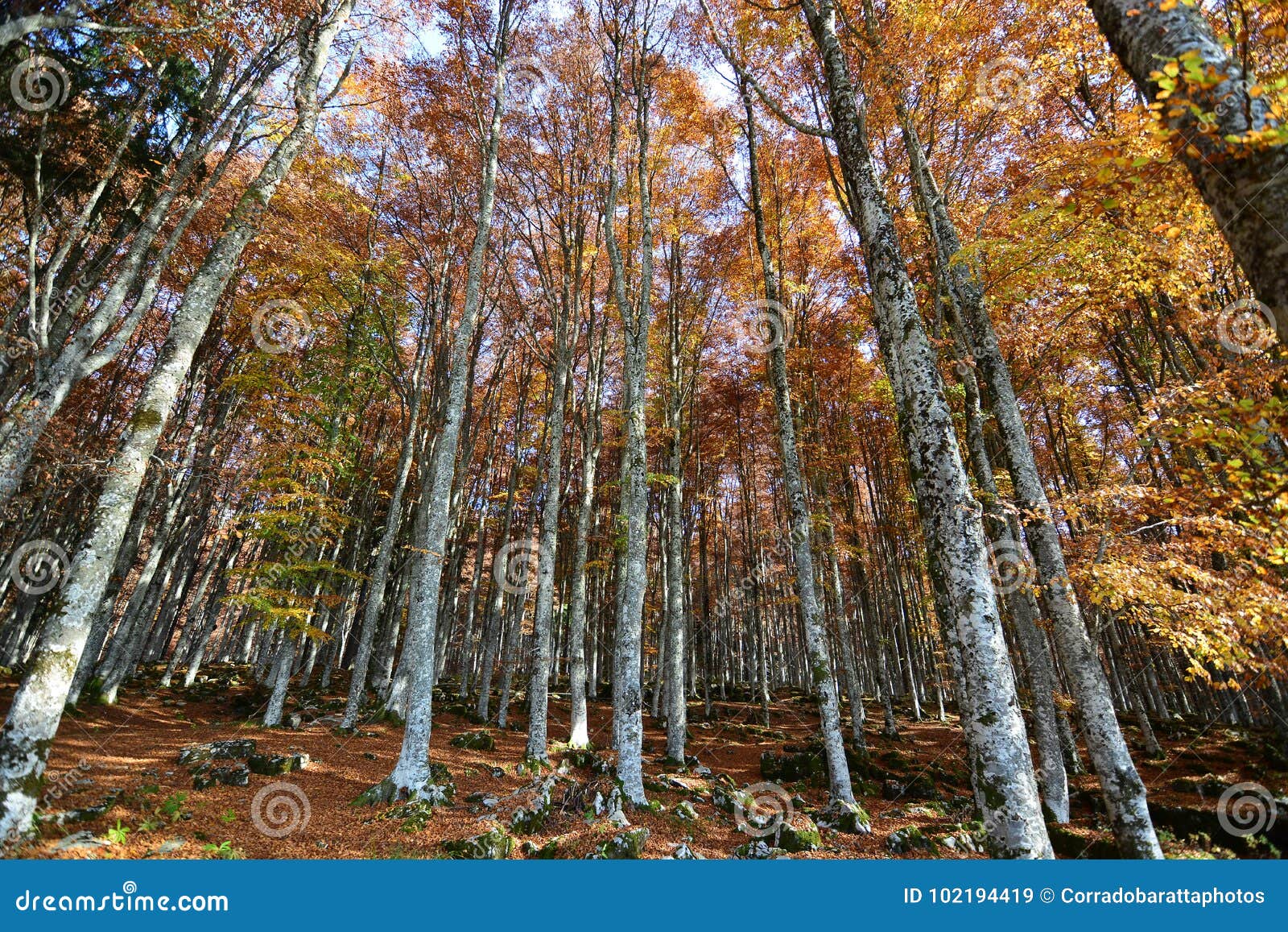 autumn beech colors