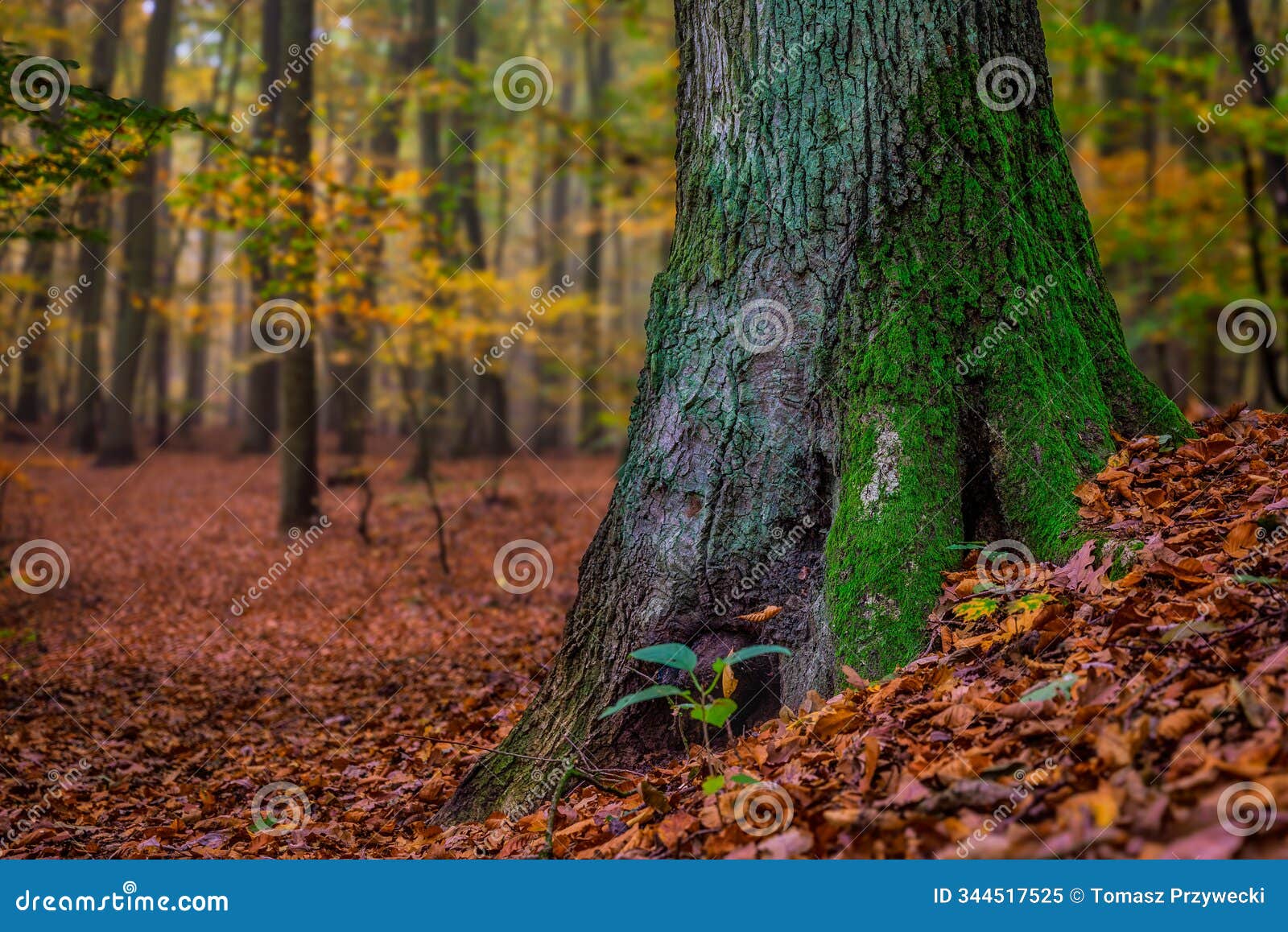 autumn in the beech forest