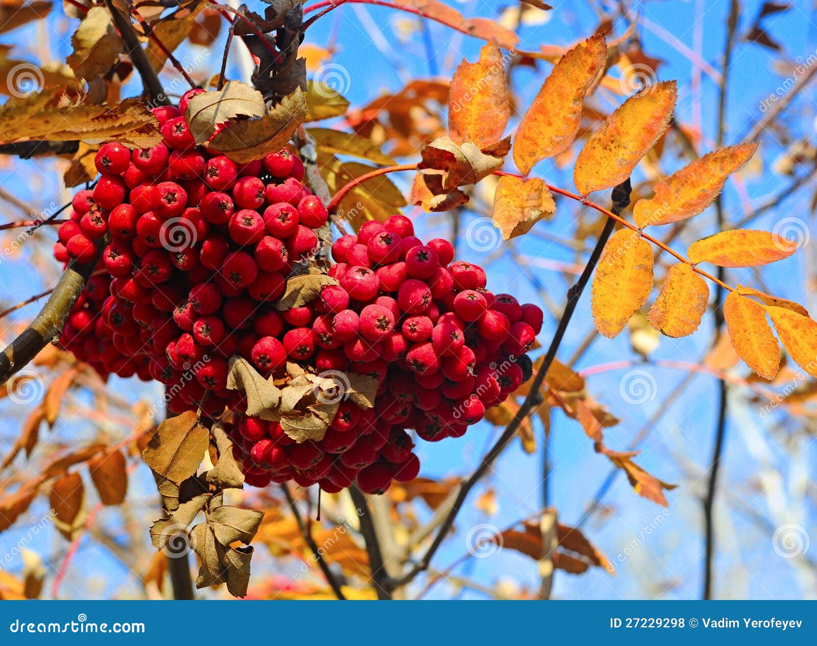 Autumn berries stock photo. Image of bunch, orange, sunny - 27229298