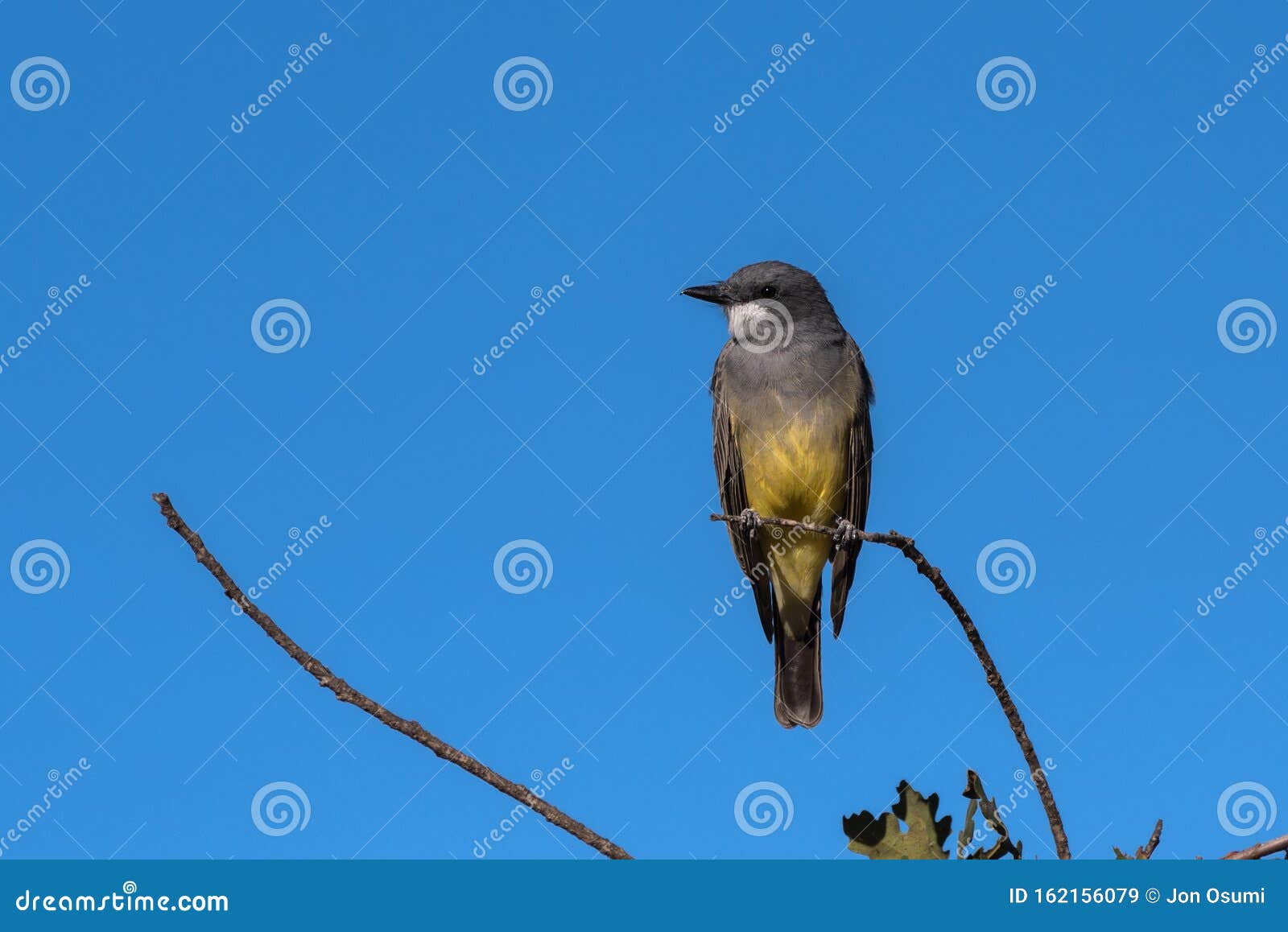 autumn bird comfortable on highest perch in forrest
