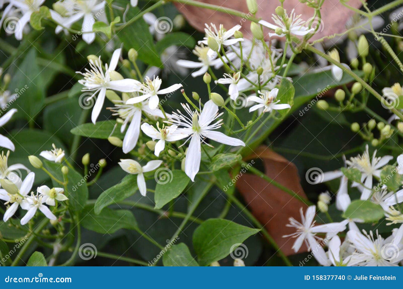 Clematis Flowers stock photo. Image of smell, fall, sweet 158377740