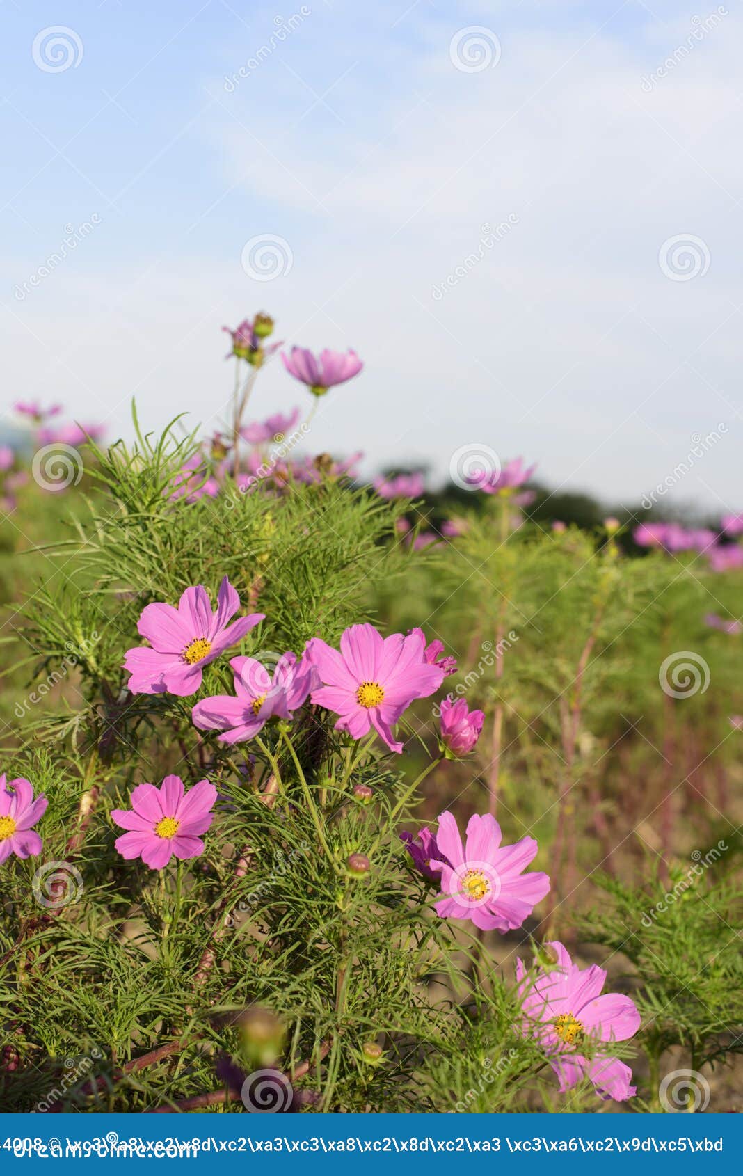 In Autumn, the Purple Flowers in Bloom Stock Photo - Image of plant ...