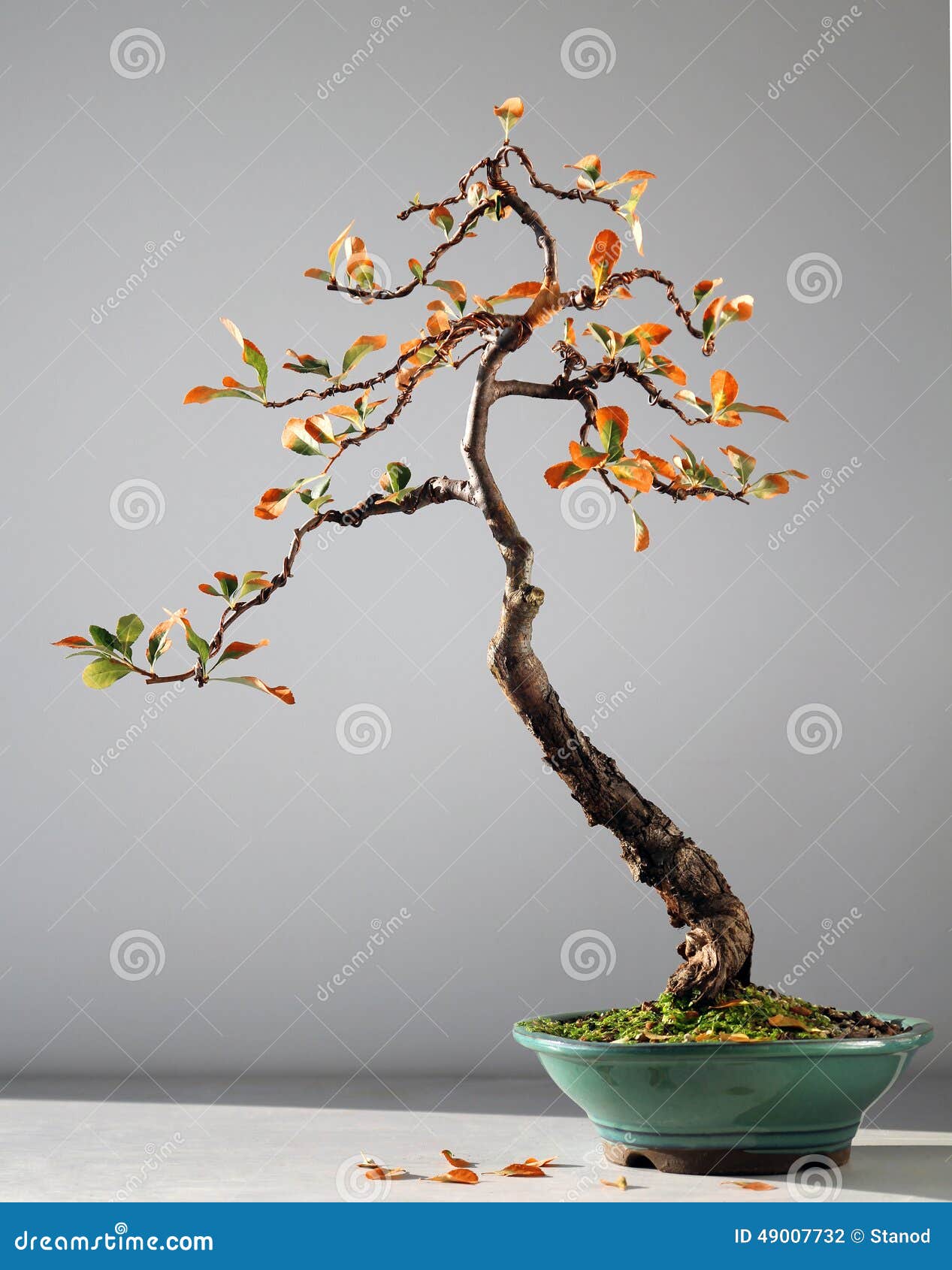 Autumn bonsai tree stock photo. Image of plant, fall 49007732