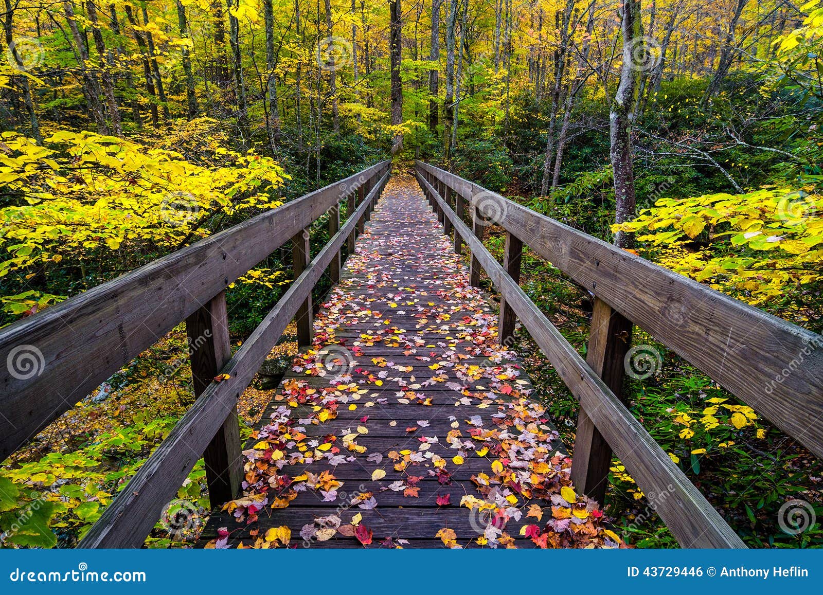 autumn, boone fork bridge, blue ridge parkway