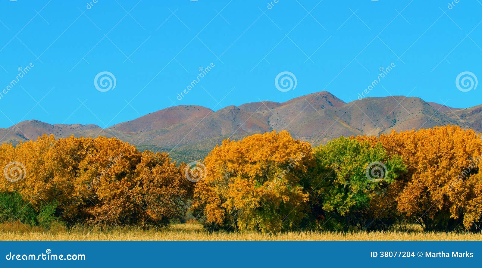 autumn in bosque del apache