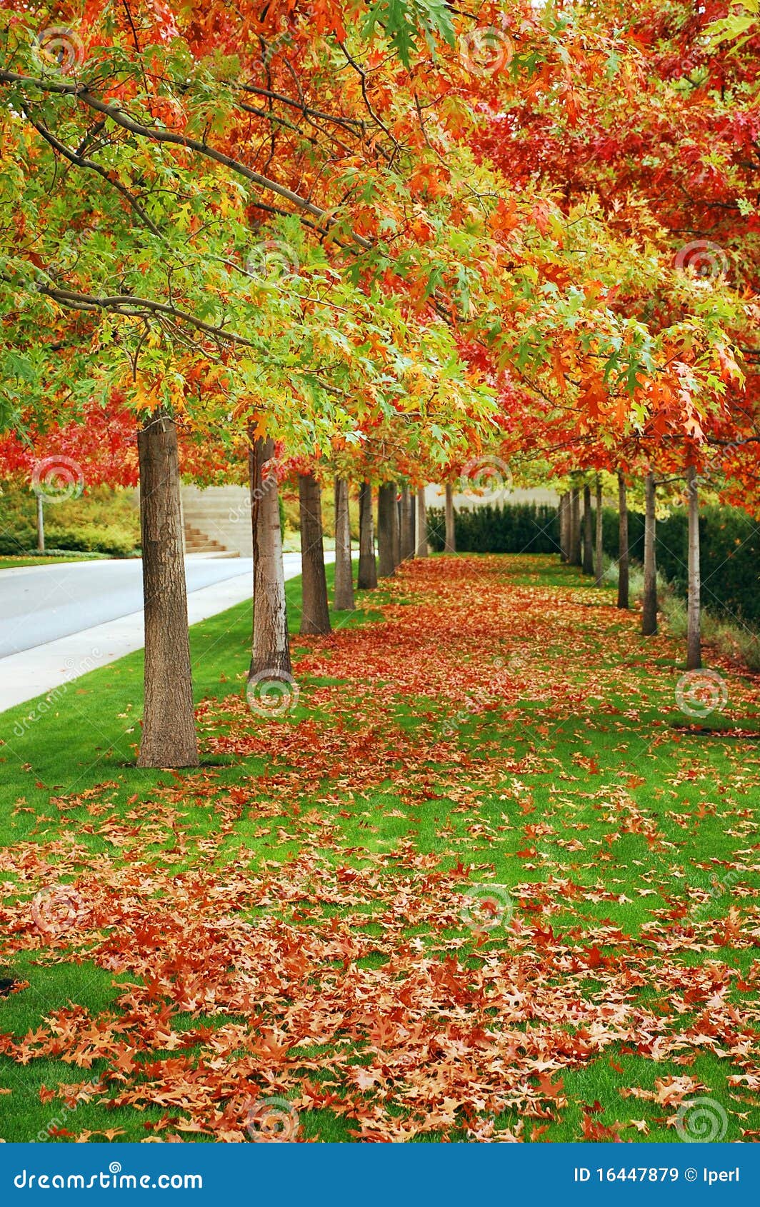 Autumn boulevard