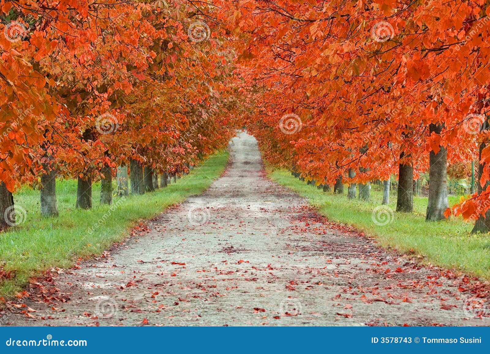 Autumn boulevard