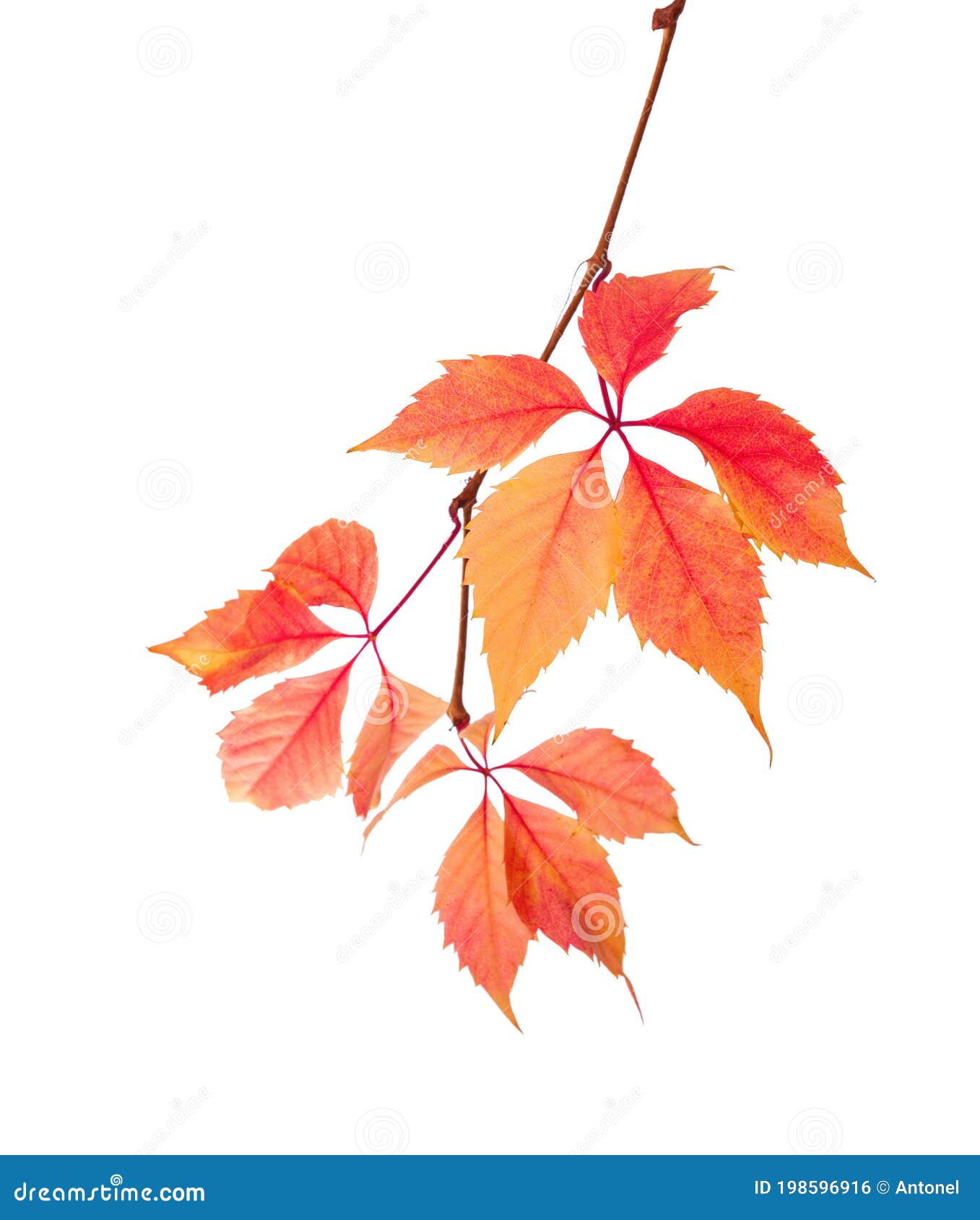 autumn  branch  with colorful  leaves  on white background. five-leaved ivy