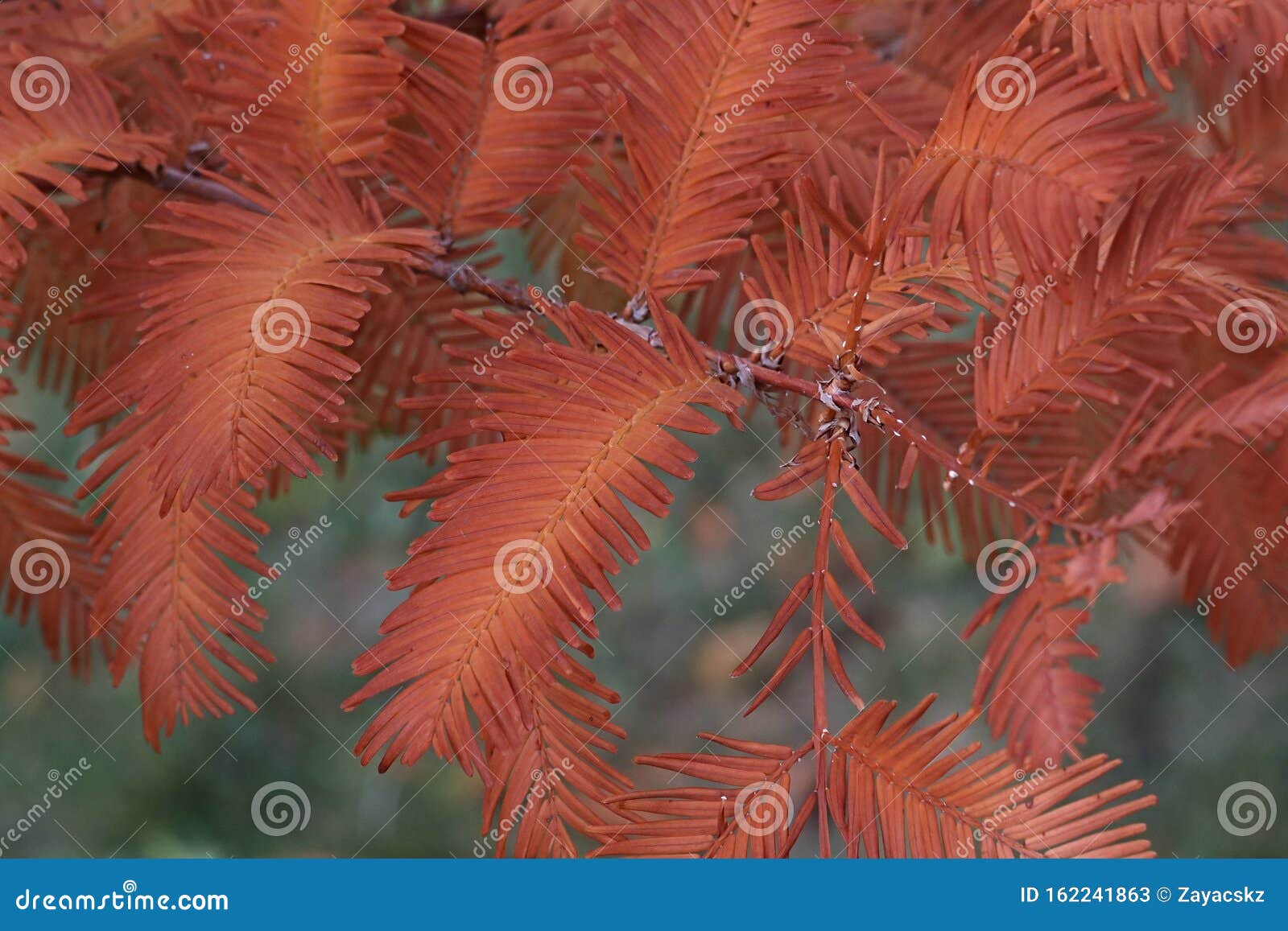 metasequoia download metasequoia download