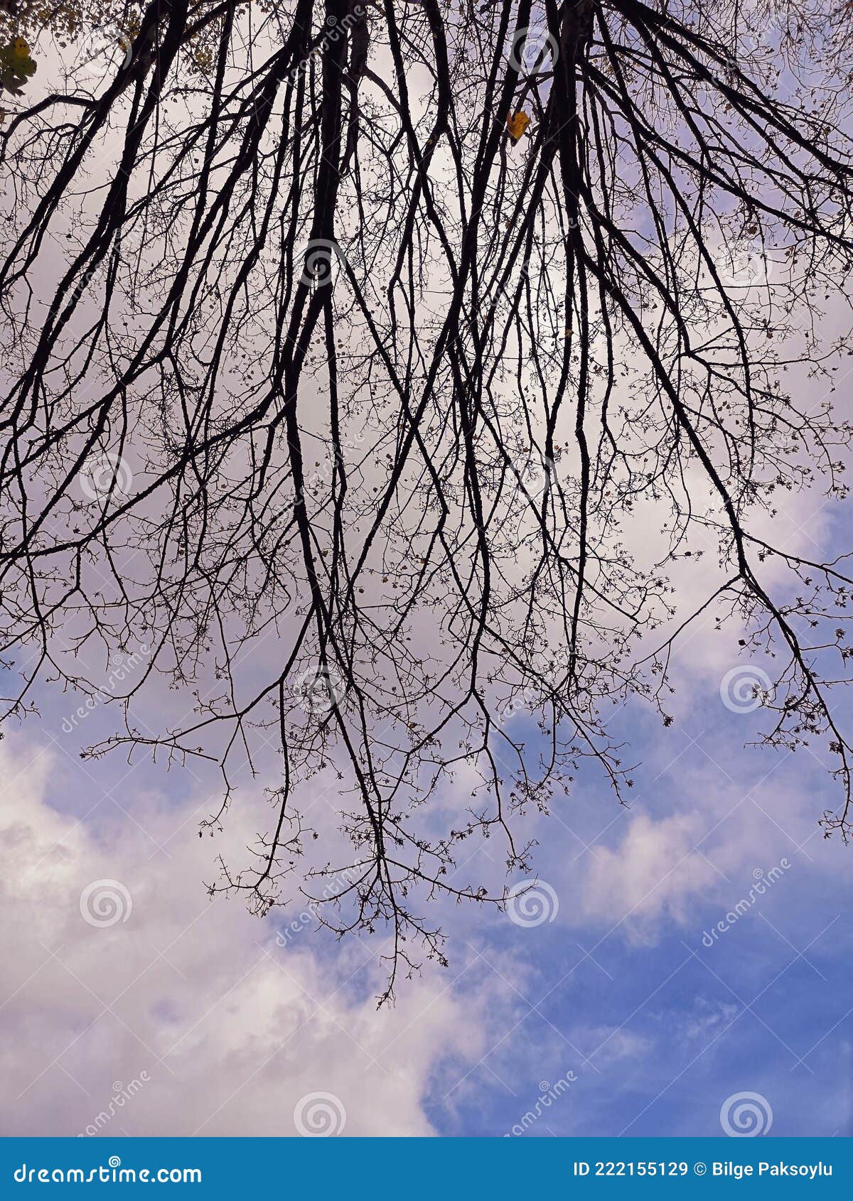 autumn branches against the moody sky