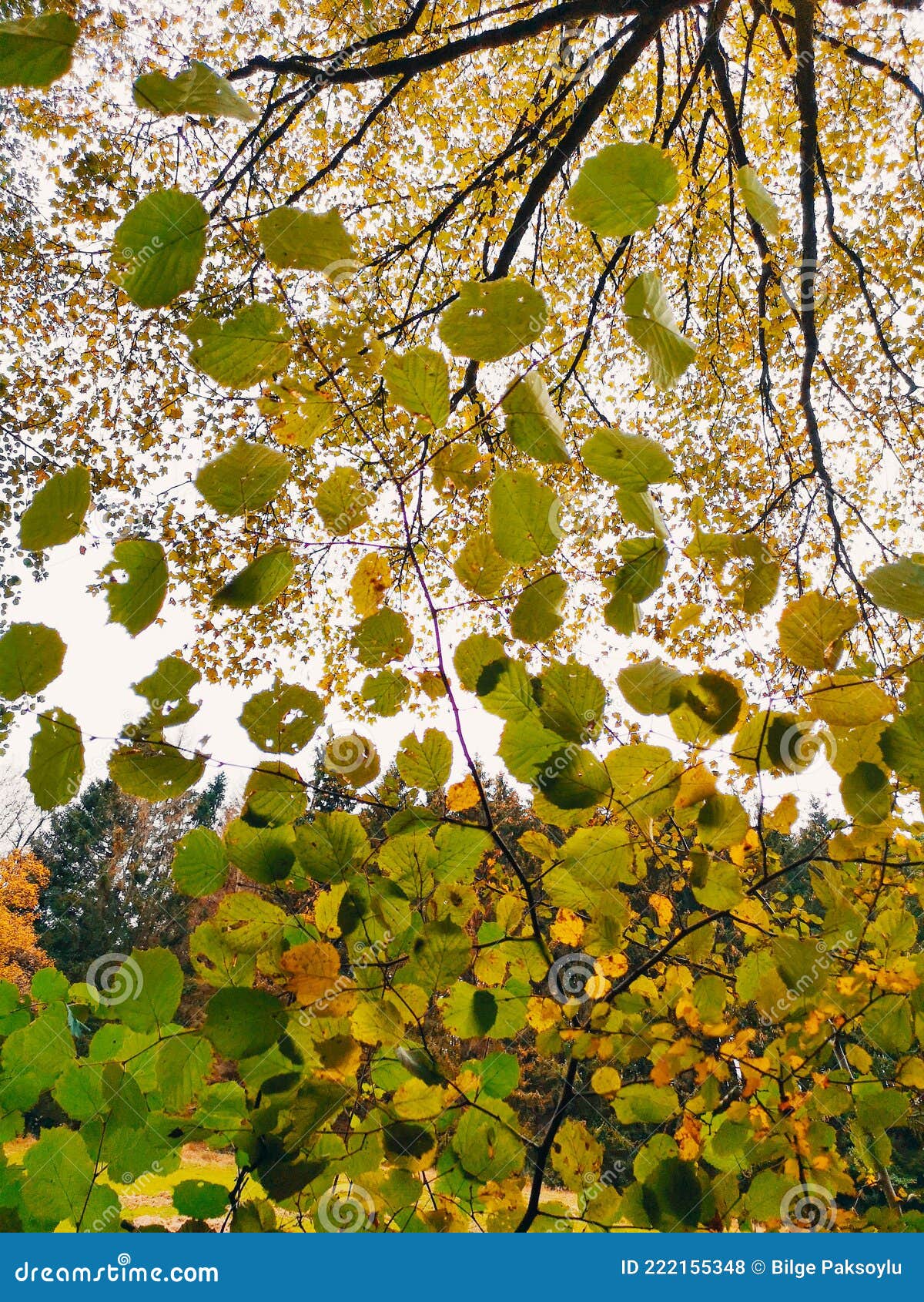 autumn branches against the moody sky