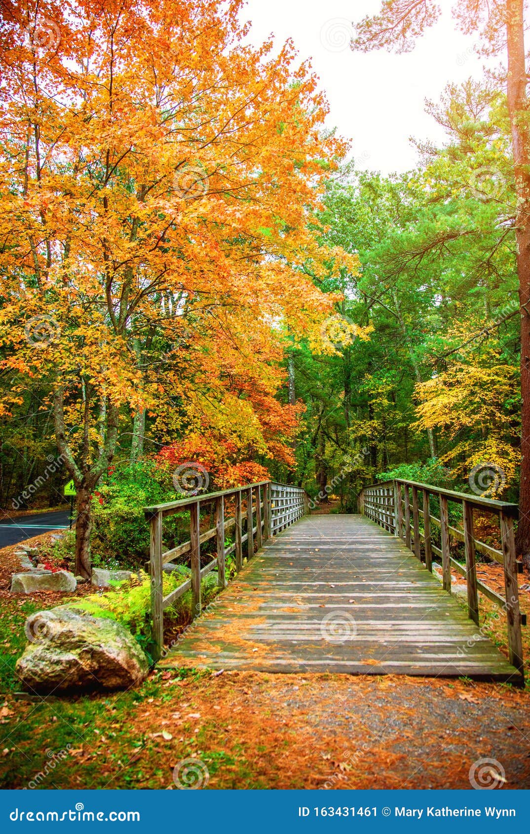 Autumn Bridge In The Woods Stock Image Image Of Foilage 163431461