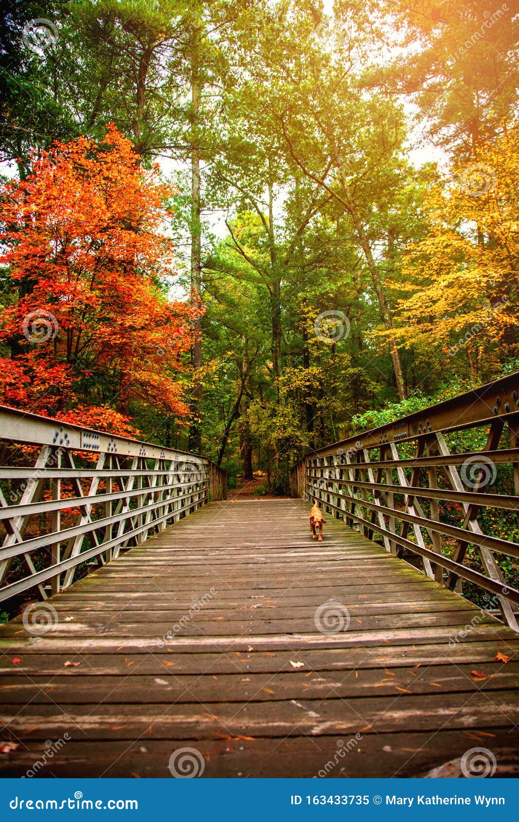 Autumn Bridge In The Woods Stock Image Image Of Park 163433735