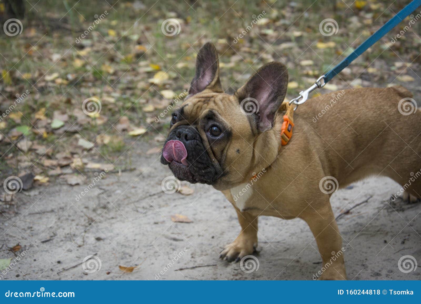 in autumn, a brown french bulldog is standing in the park