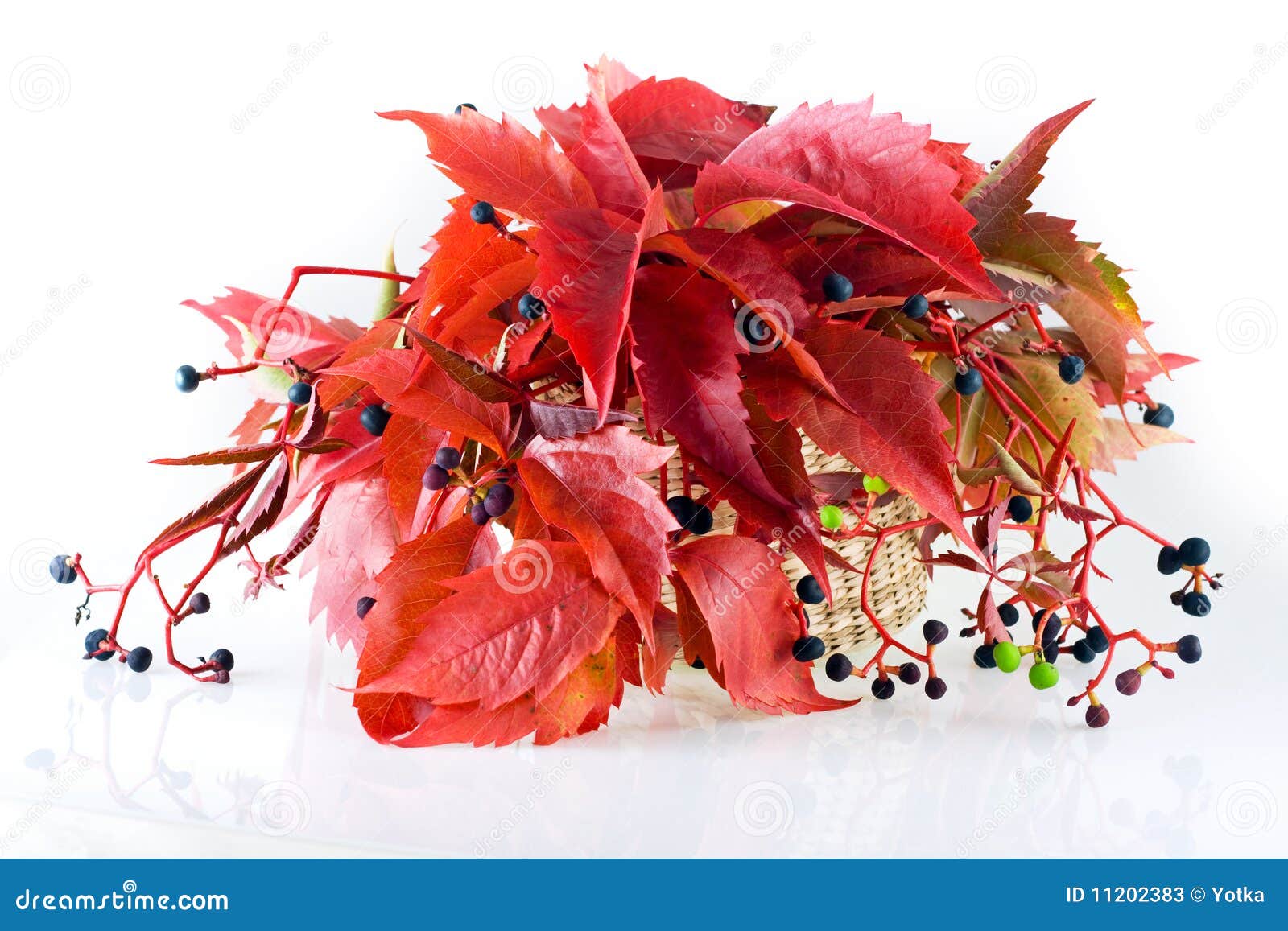 Autumn Bunch of Leaves on White Background Stock Image Image of