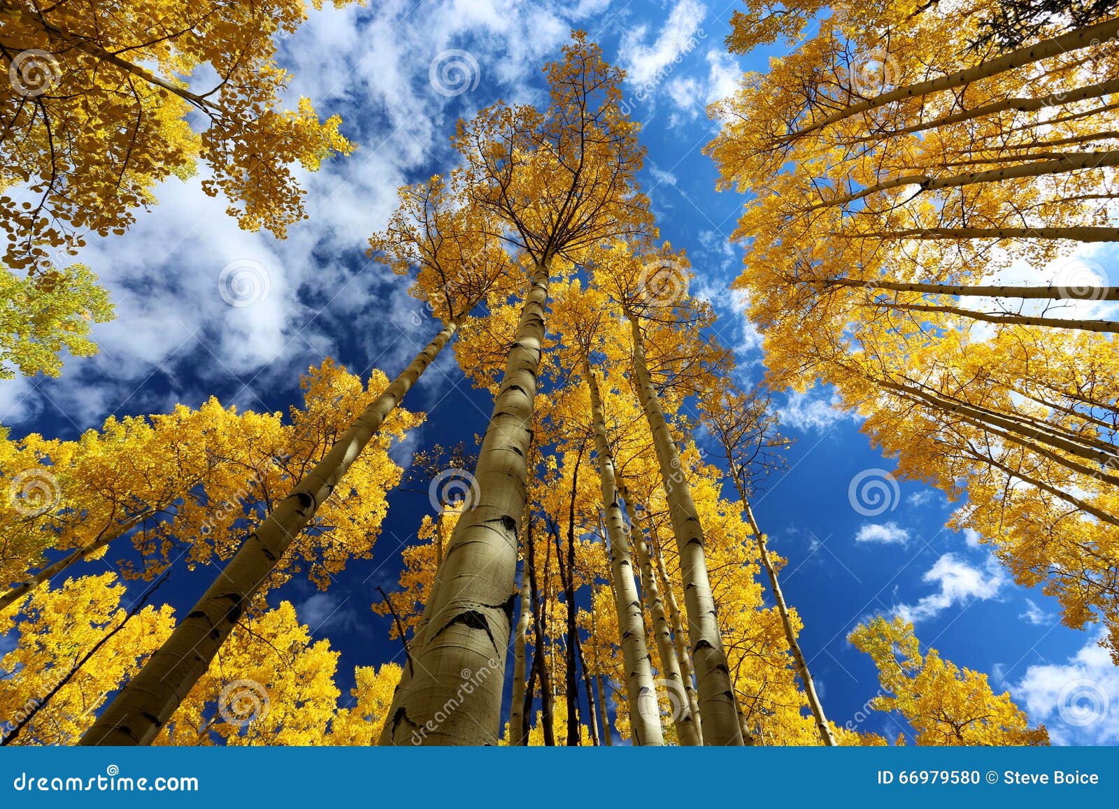 autumn canopy of brilliant yellow aspen tree leafs in fall in the rocky mountains of colorado