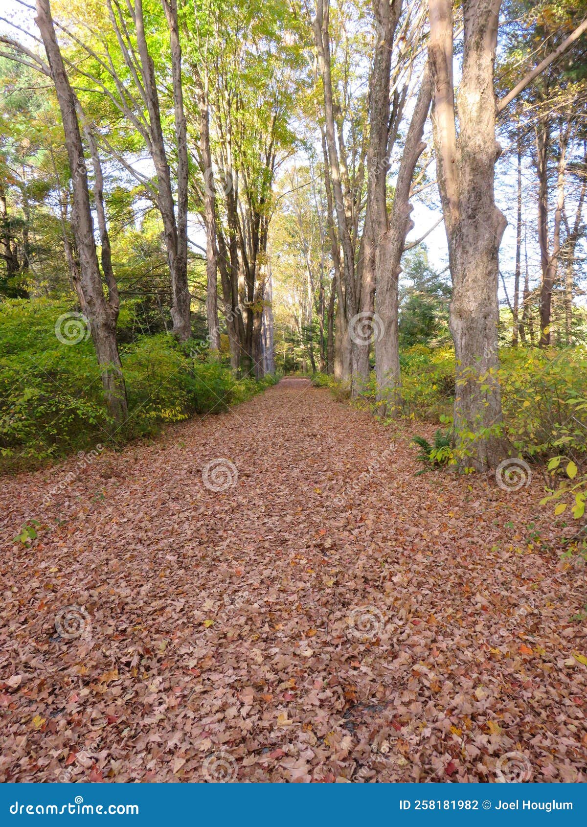 Autumn Carpet of Leaves Blanket the Path Stock Photo Image of blanket