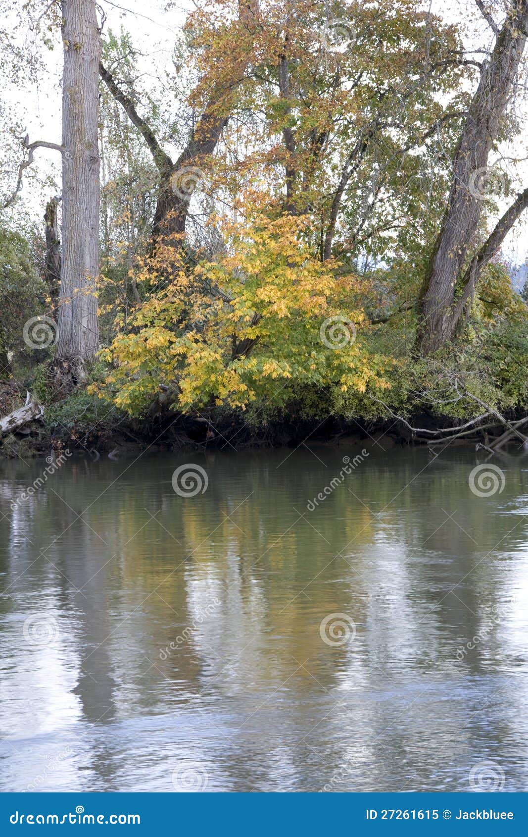 Autumn Charm At Snohomish River Stock Image Image Of Yellow Calm