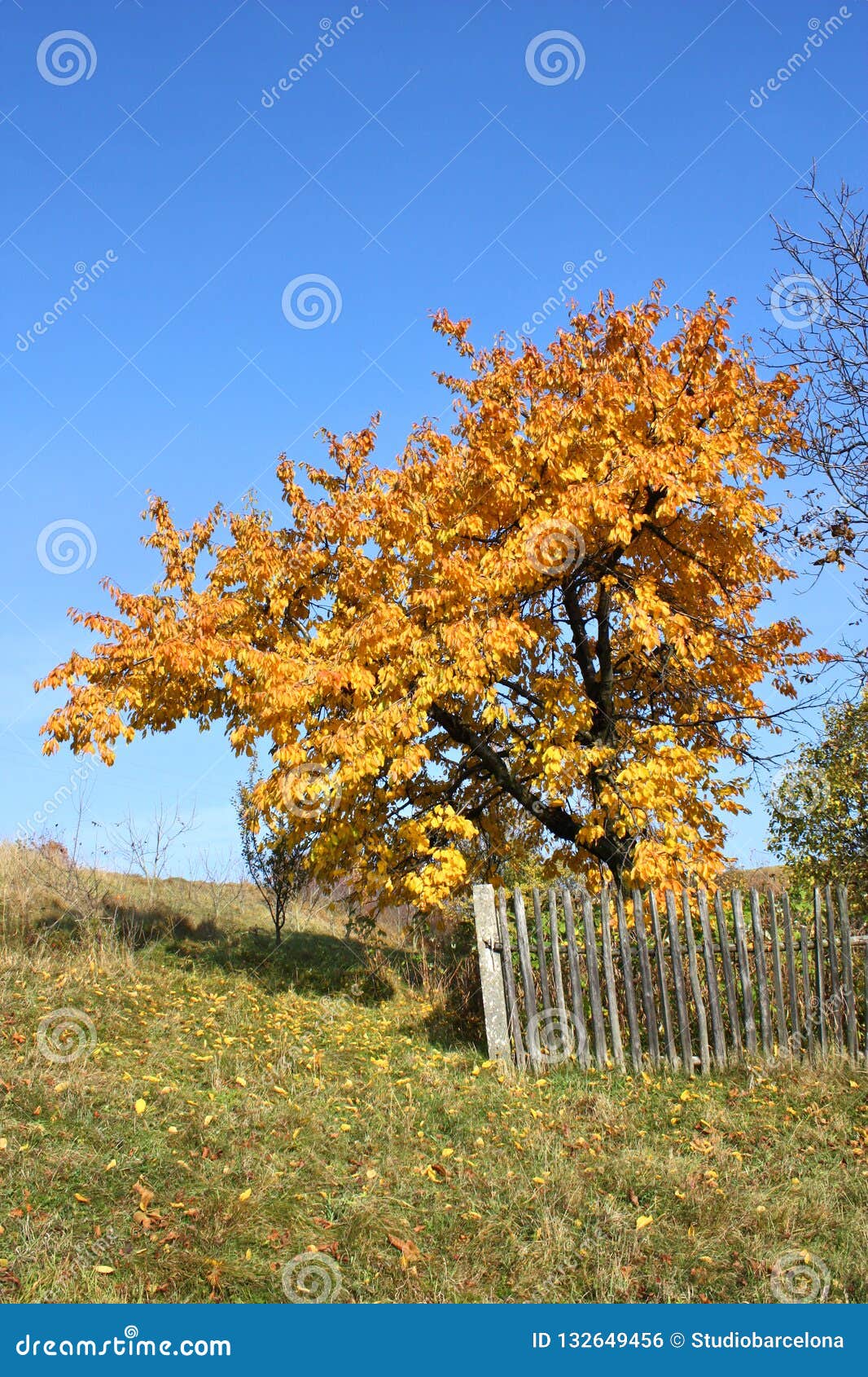 Autumn Cherry Tree Landscape Stock Photo - Image of autumnal, scenic ...