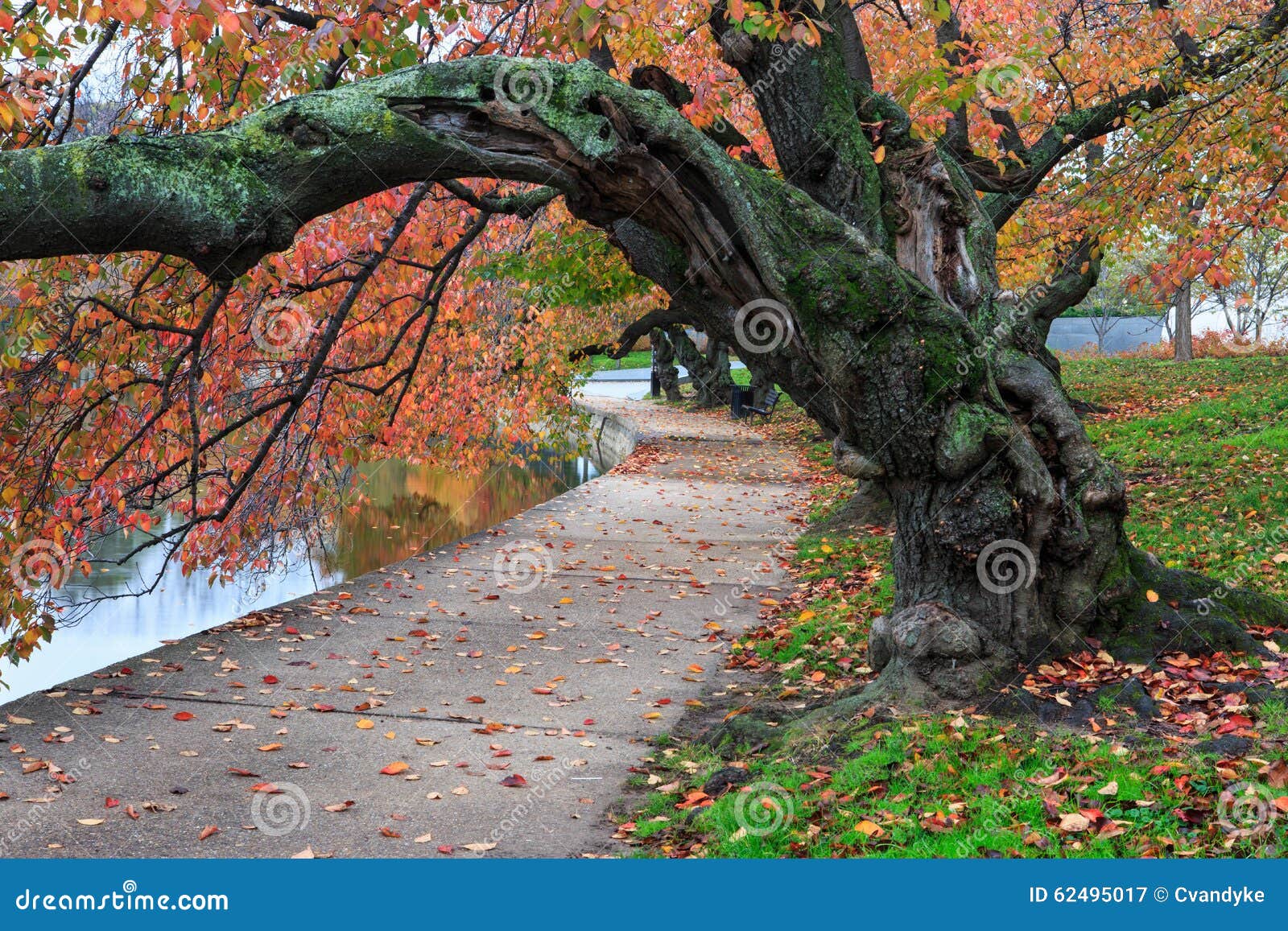 autumn cherry tree potomac tidal basin washington dc