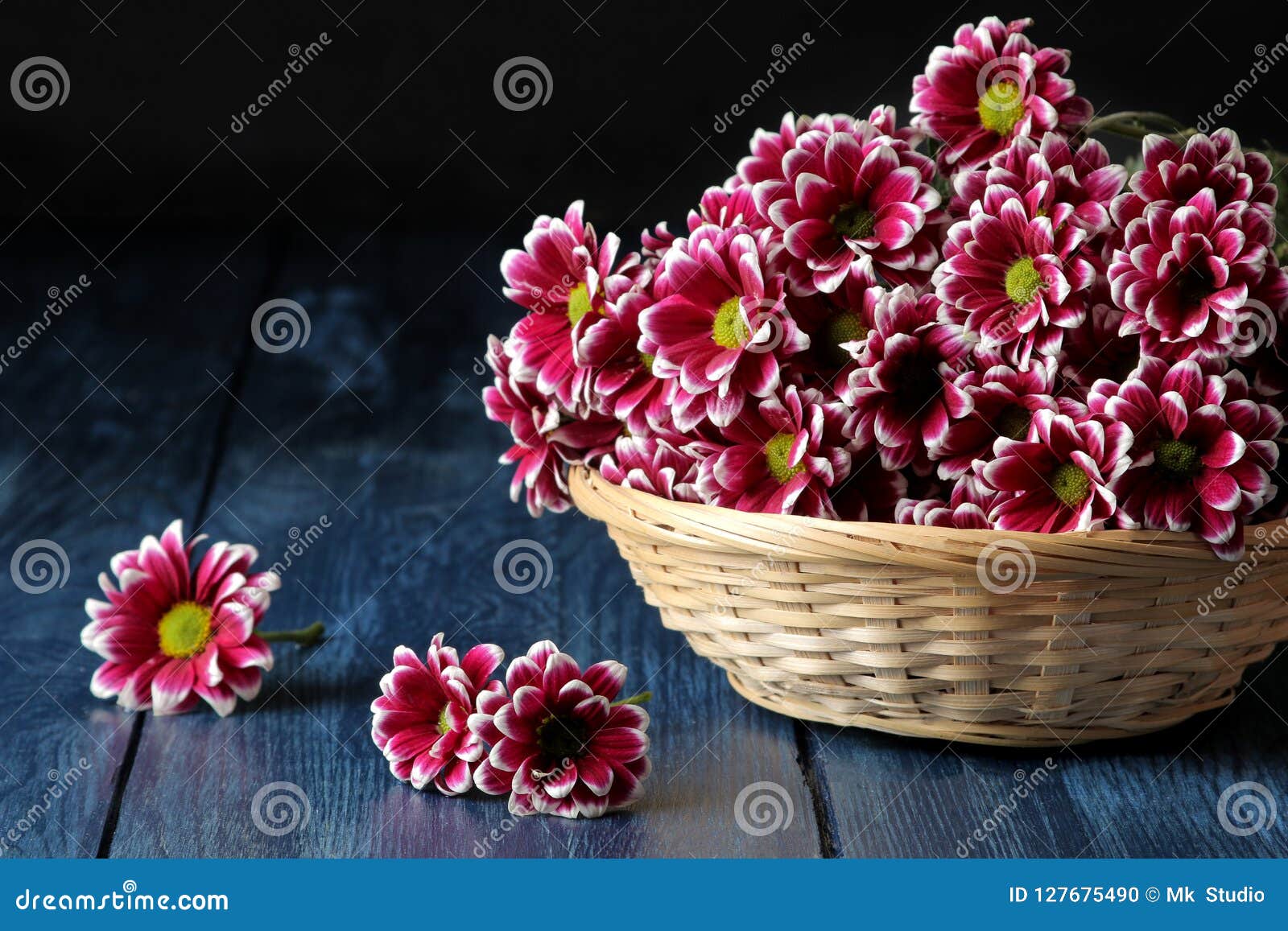 Autumn Chrysanthemum Flowers In A Basket On A Dark Blue Wooden Table Stock Photo Image Of Colorful Blooming 127675490