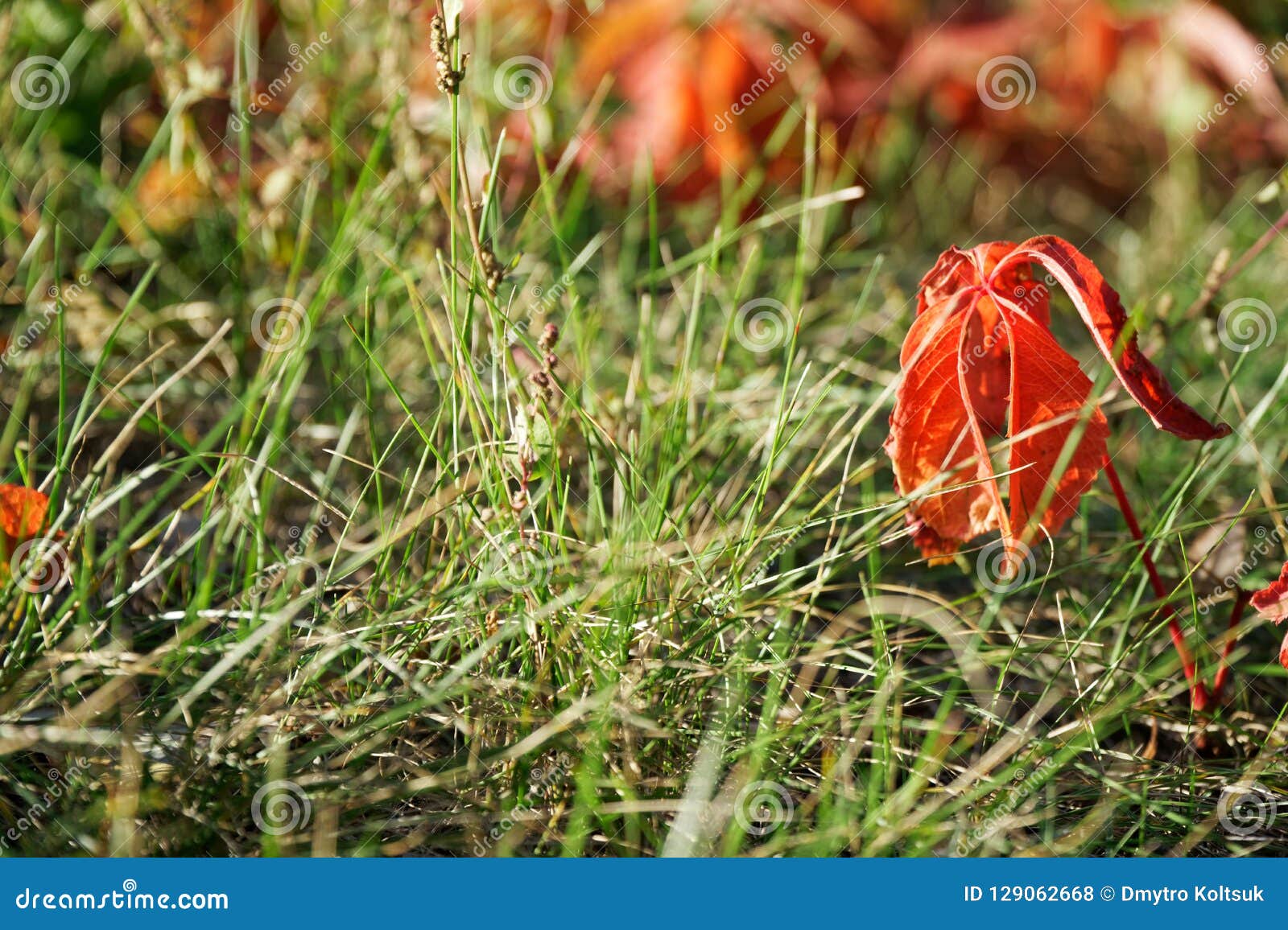 Autumn City Park Fall Colors, Four Seasons Stock Photo - Image of rest ...