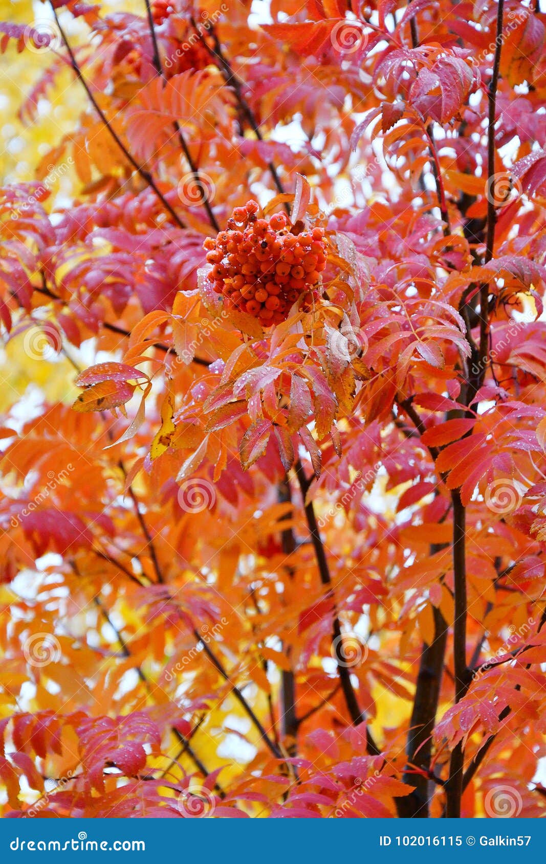 Autumn in the City on a Rainy Day Stock Image - Image of season, travel ...