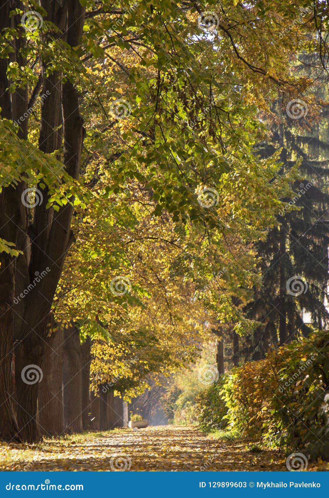 Autumn City Street Yellow Foliage In The Trees And The Sidewalk Stock