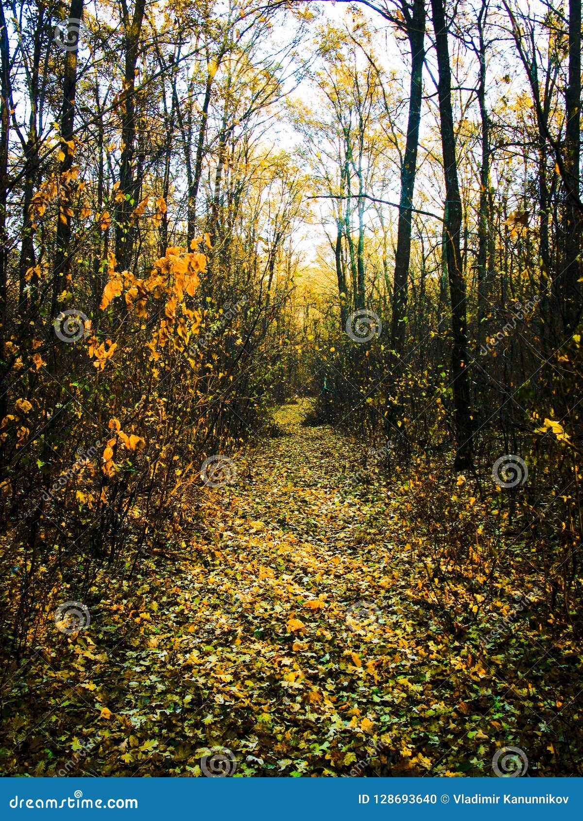 Autumnal Forest Road Stock Photo Image Of Autumnal 128693640