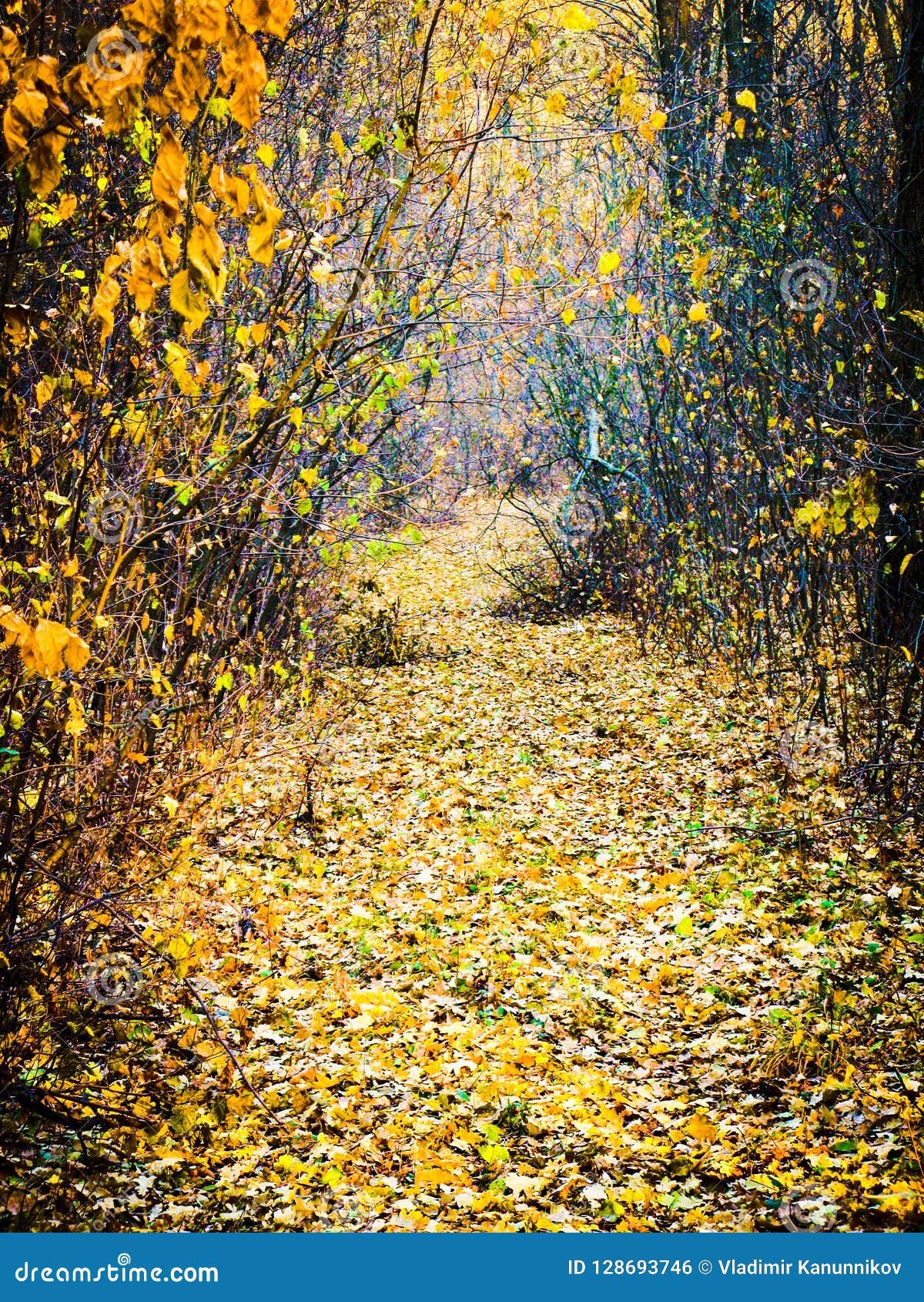 Autumnal Forest Road Stock Photo Image Of Shot Vertical 128693746