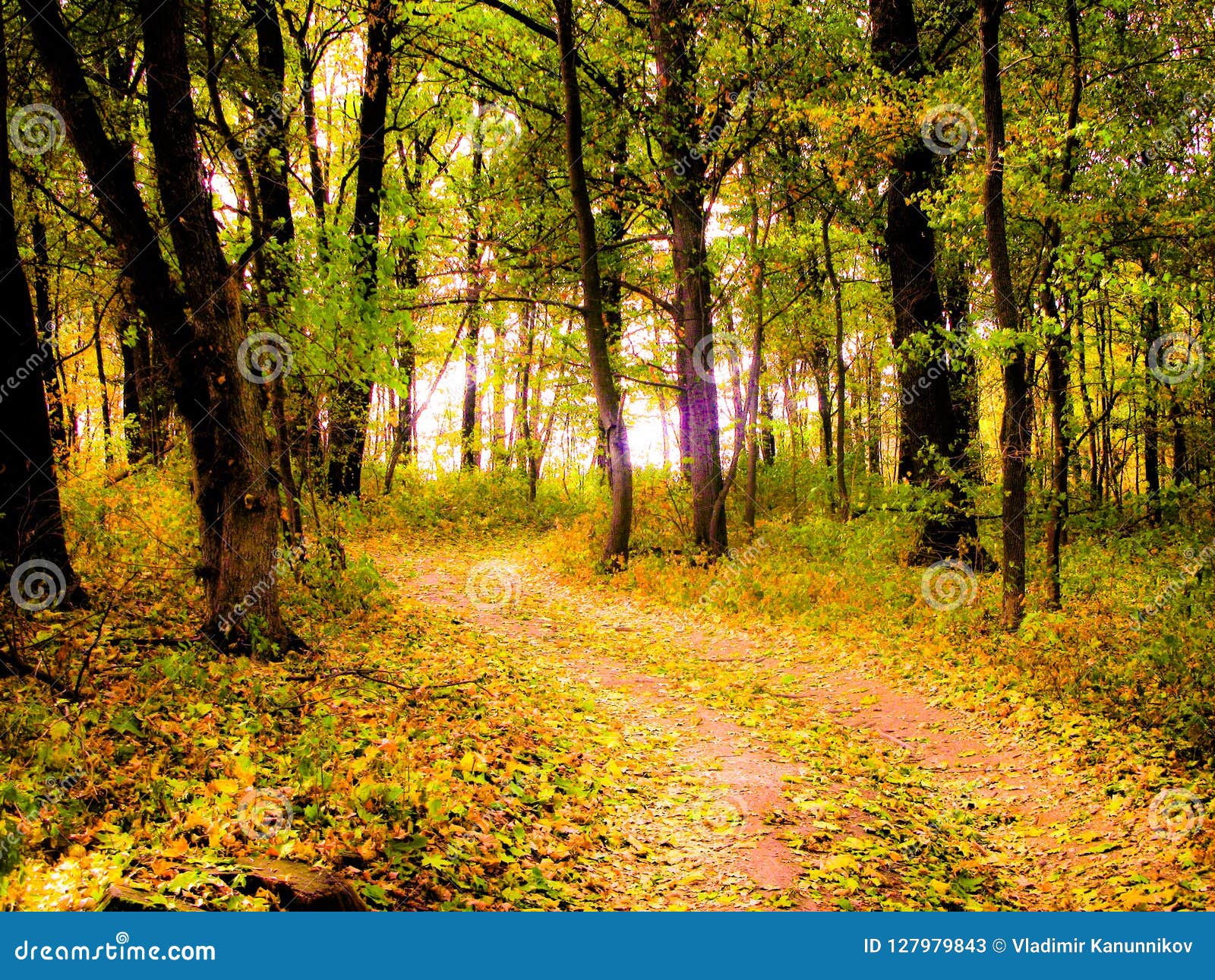 Autumnal Forest Road Stock Image Image Of Fallen Leaves 127979843