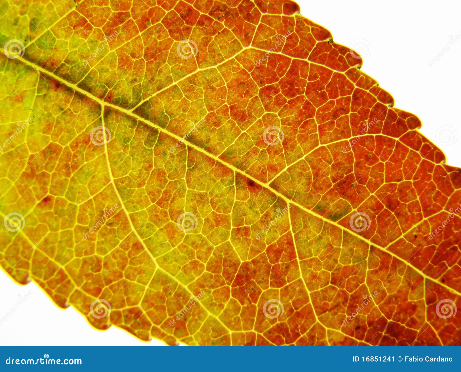 Autumn color stock image. Image of structure, closeup - 16851241