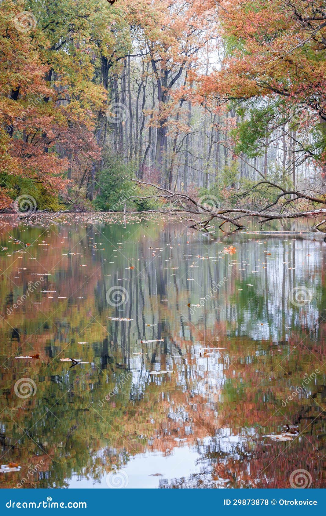 Fall Colors in the Overgrown Forest Lake Stock Photo - Image of beautiful, foliage: 29873878