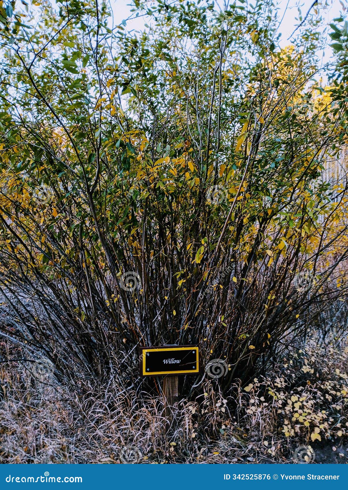 autumn colored willow tree on the bush creek nature path , hynds lodge road, wyoming.