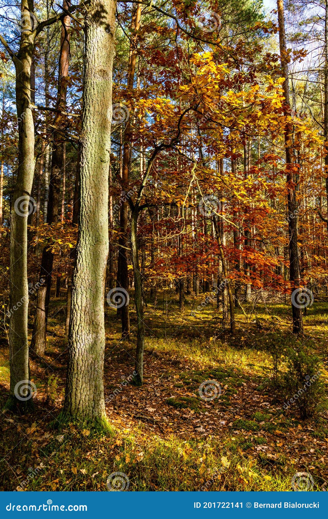 autumn colorful landscape of mixed forest thicket with common oak trees in kampinos nature reserve in poland