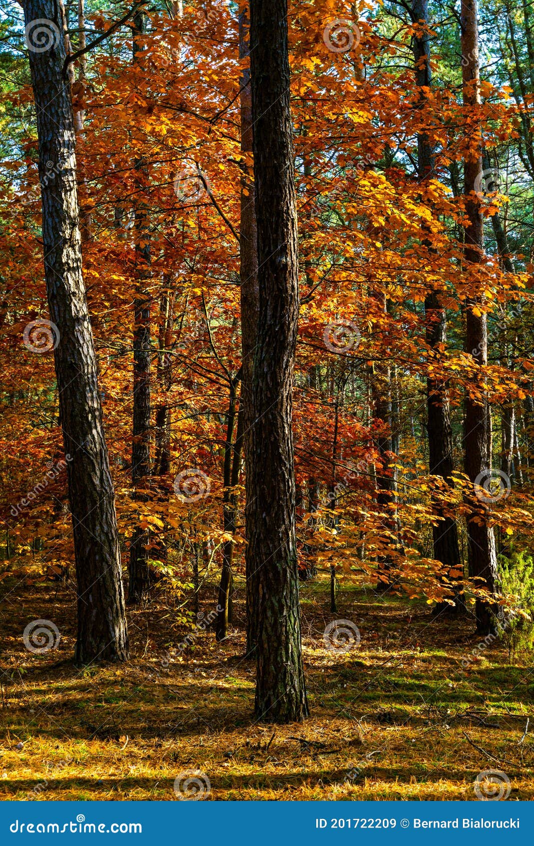 autumn colorful landscape of mixed forest thicket with common oak trees in kampinos nature reserve in poland