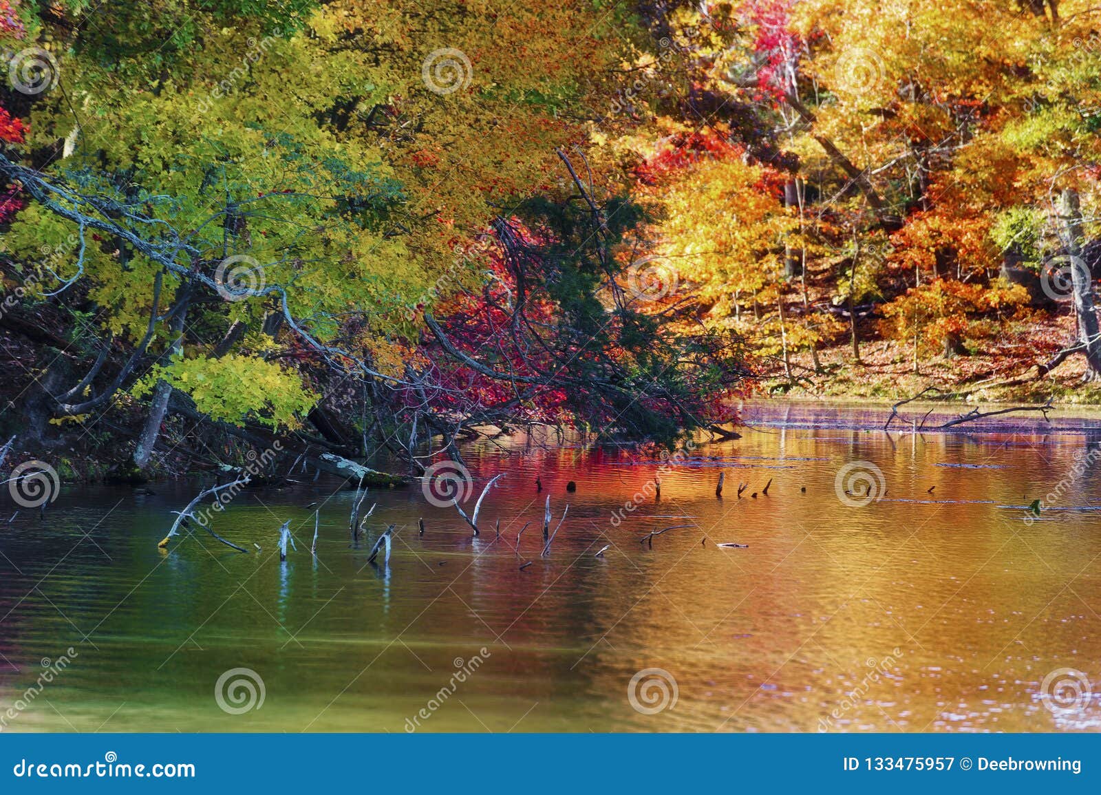 Autumn Colors Along The Shore Of Bays Mountain Lake Stock Image Image