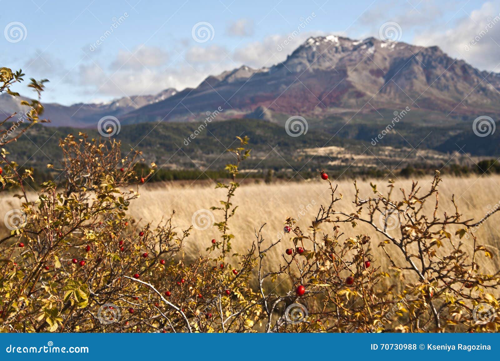 autumn colors in el boliche, bariloche, argentina