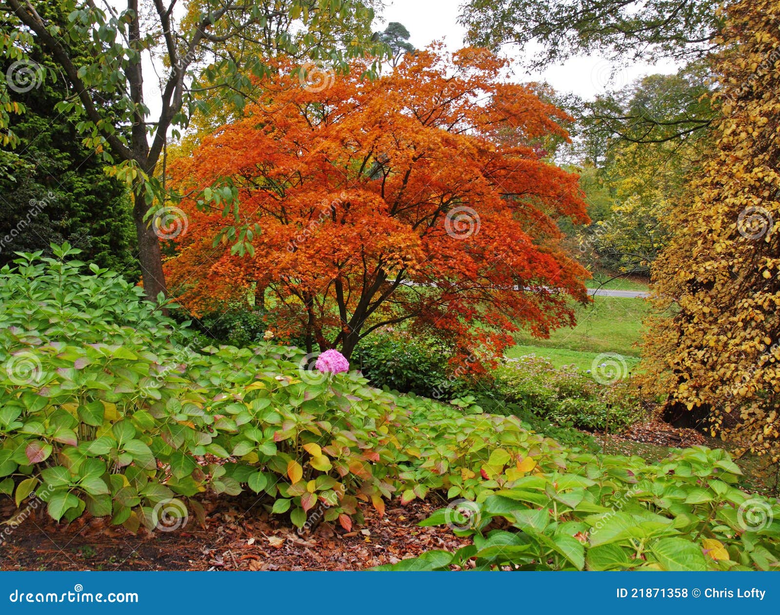 Autumn Colors In An English Park Stock Photo - Image of autumnal